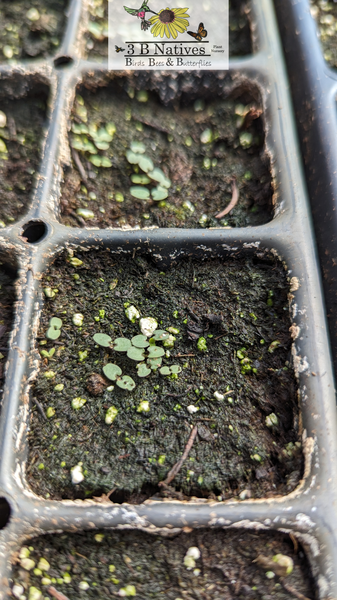 Agastache foeniculum - Anise Hyssop Germinated Seedlings