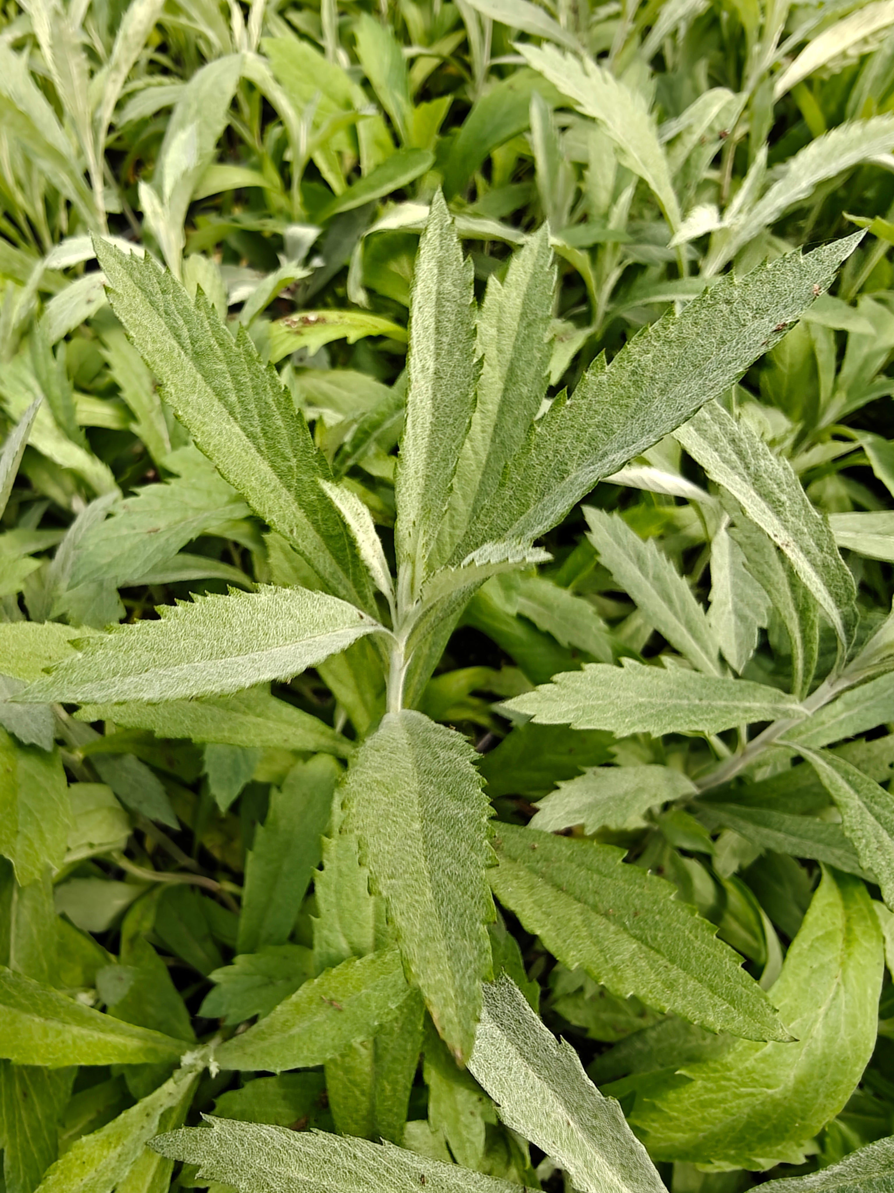 Artemesia ludoviciana