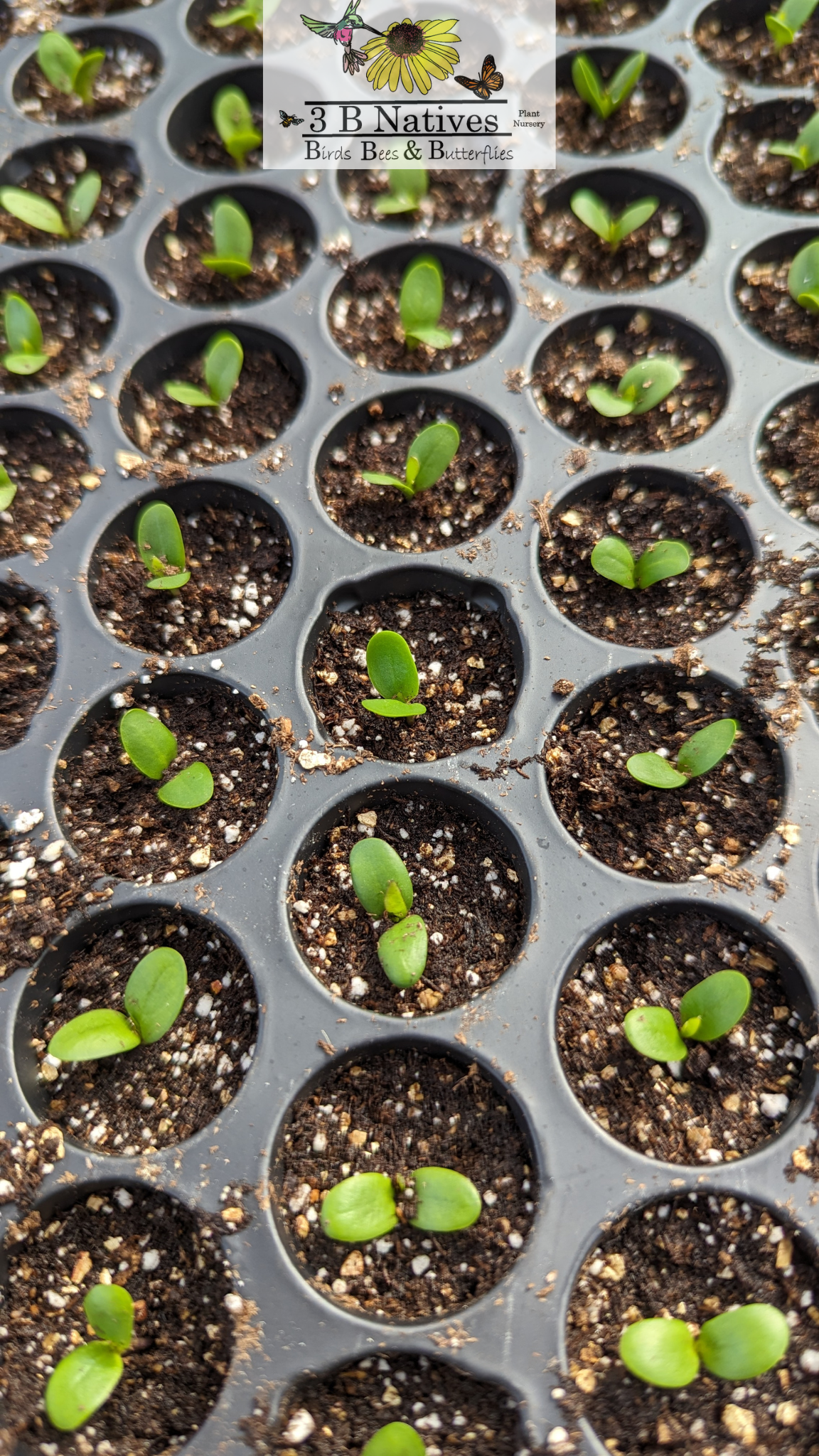 Baptisia australis - Blue Wild Indigo Germinated Seedlings