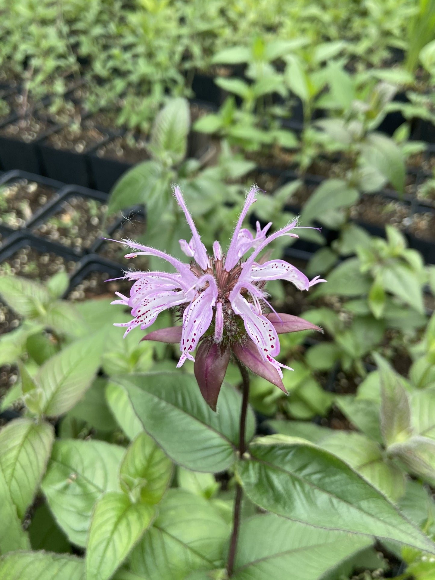 Monarda bradburiana - Bradbury’s Monarda