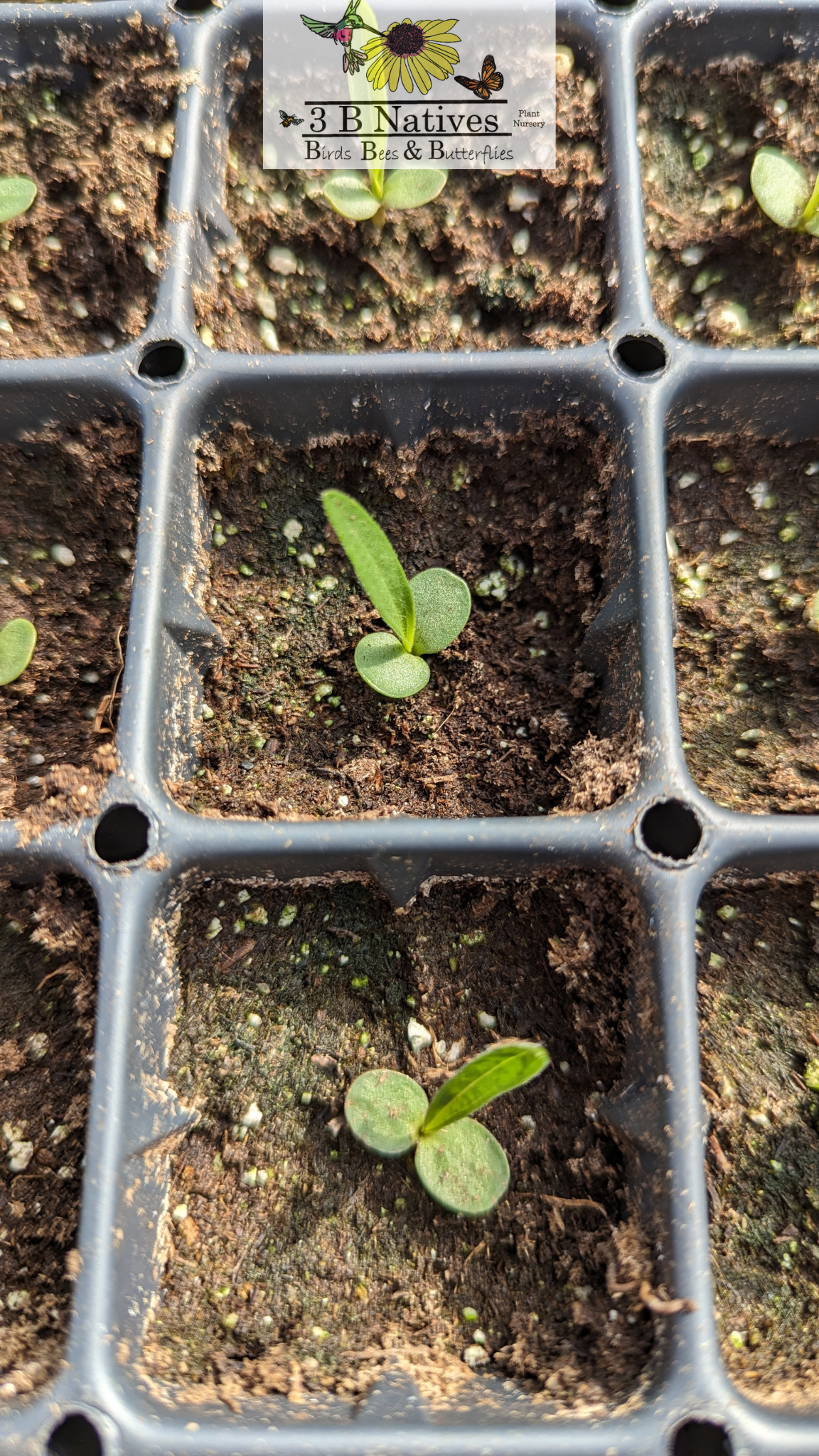Echinacea Paradoxa - Bush's Coneflower Germinated Seedlings