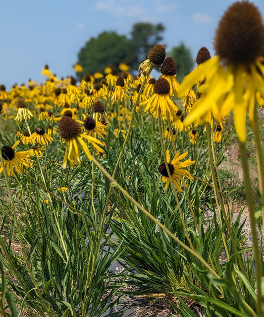 Echinacea paradoxa - Bush's Coneflower