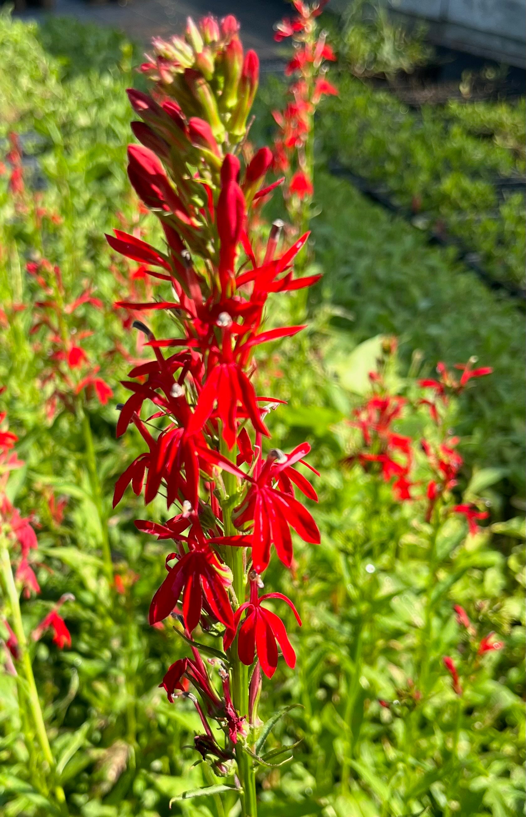 cardinal flower seed germination Lobelia cardinalis