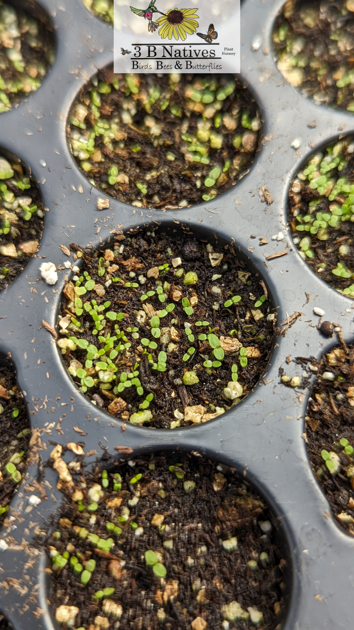 Lobelia cardinalis - Cardinal Flower Germinated Seedlings