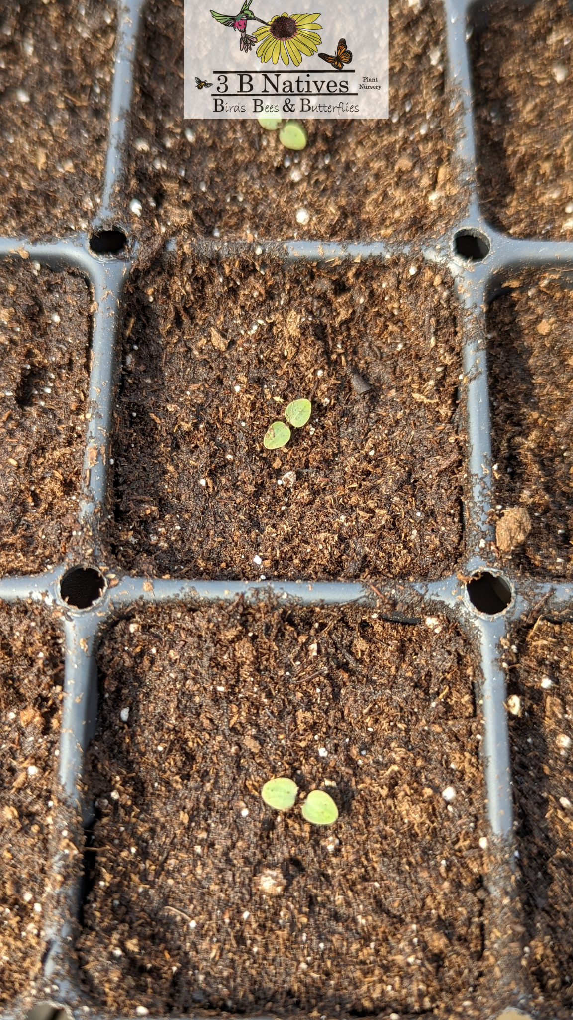 Aquilegia canadensis - Columbine Germinated Seedlings