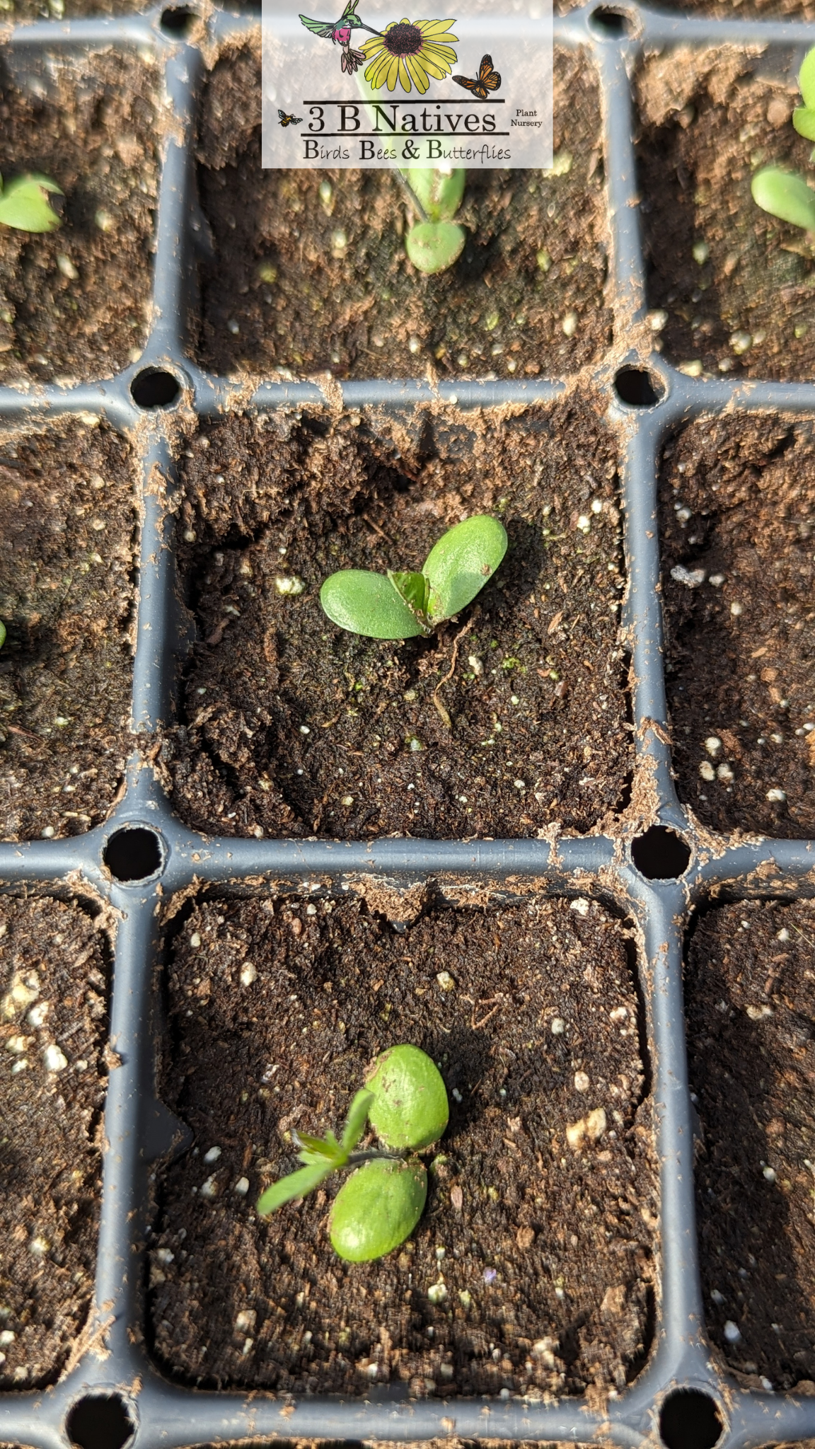 Baptisia bracteata - Cream Wild Indigo Germinated Seedlings