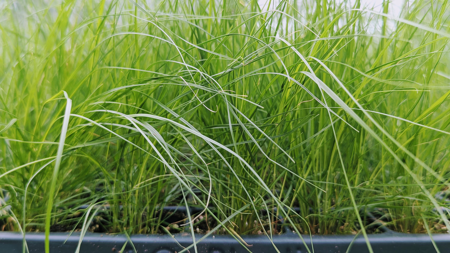 Sporobolus heterolepis - Prairie Dropseed