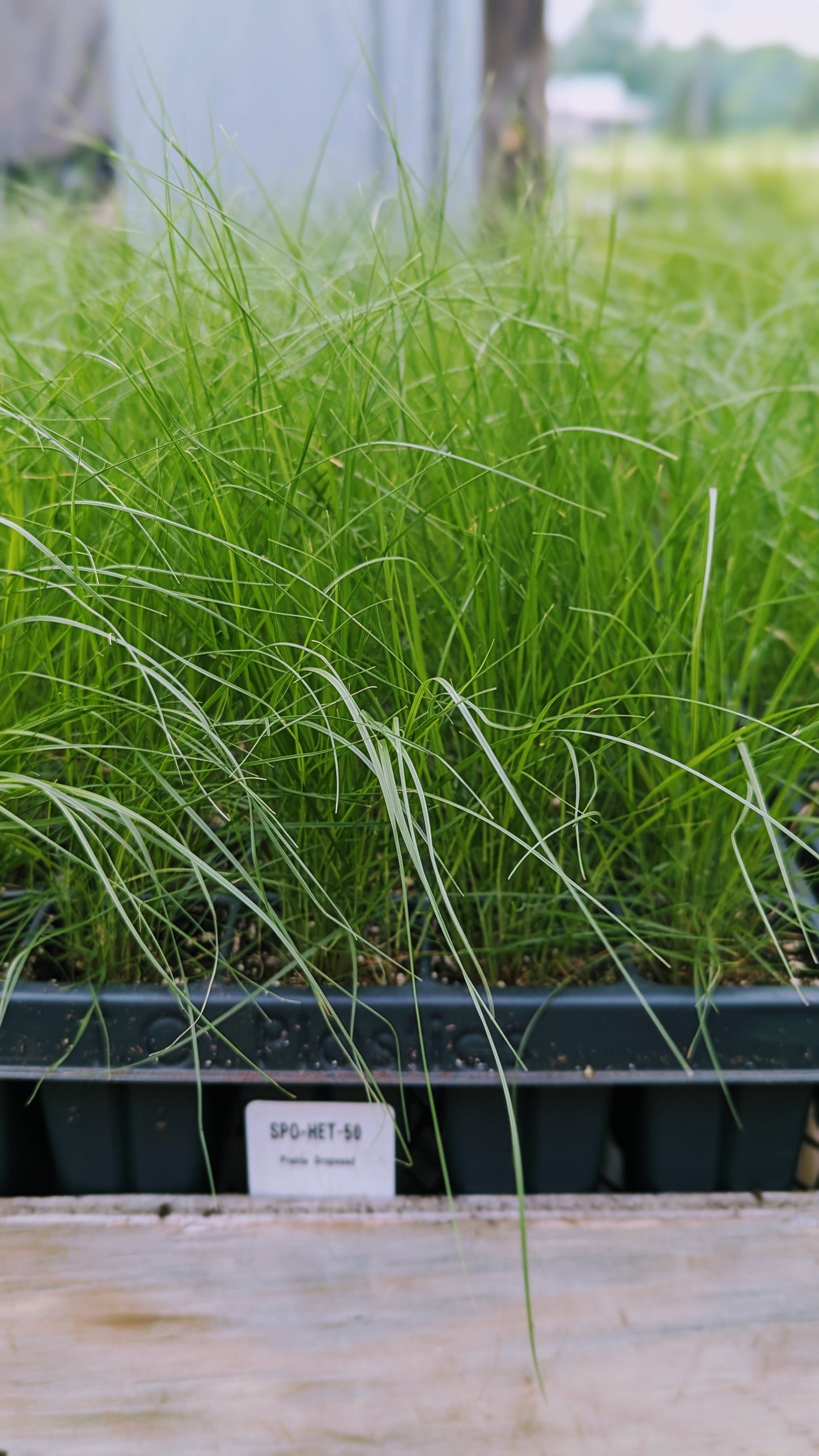 Sporobolus heterolepis - Prairie Dropseed