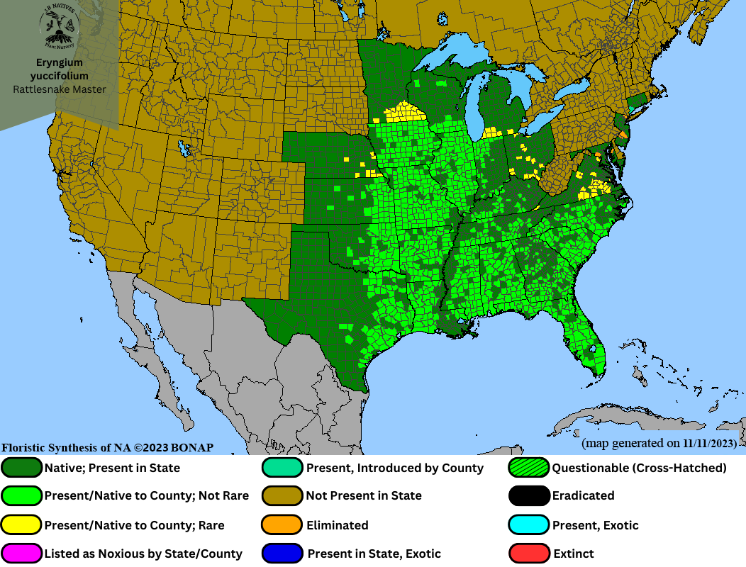 Eryngium yuccifolium - Rattlesnake Master Range Map