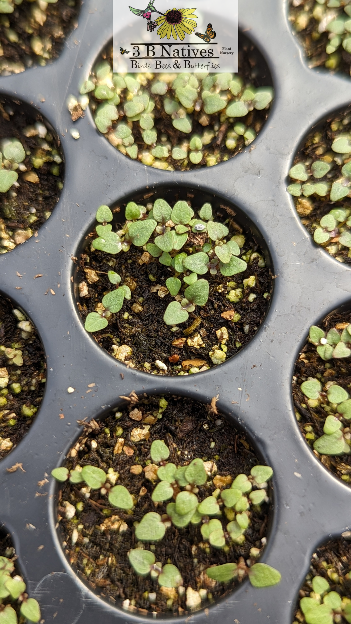 Penstemon hirsutus - Hairy Beardtongue Germinated Seedlings