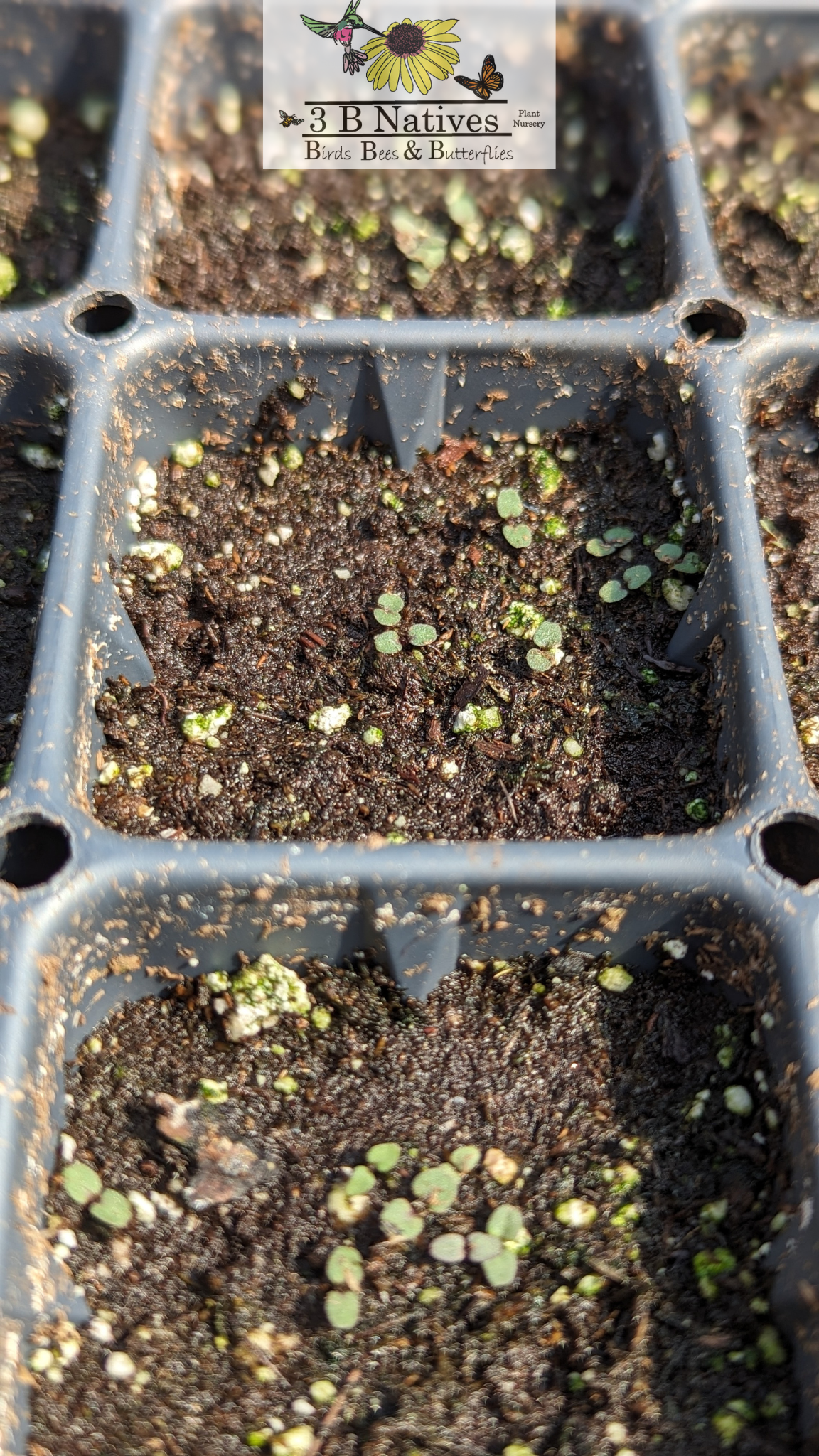 Pycnanthemum verticillium var. pilosum- Hairy Mt. Mint Germinated Seedlings