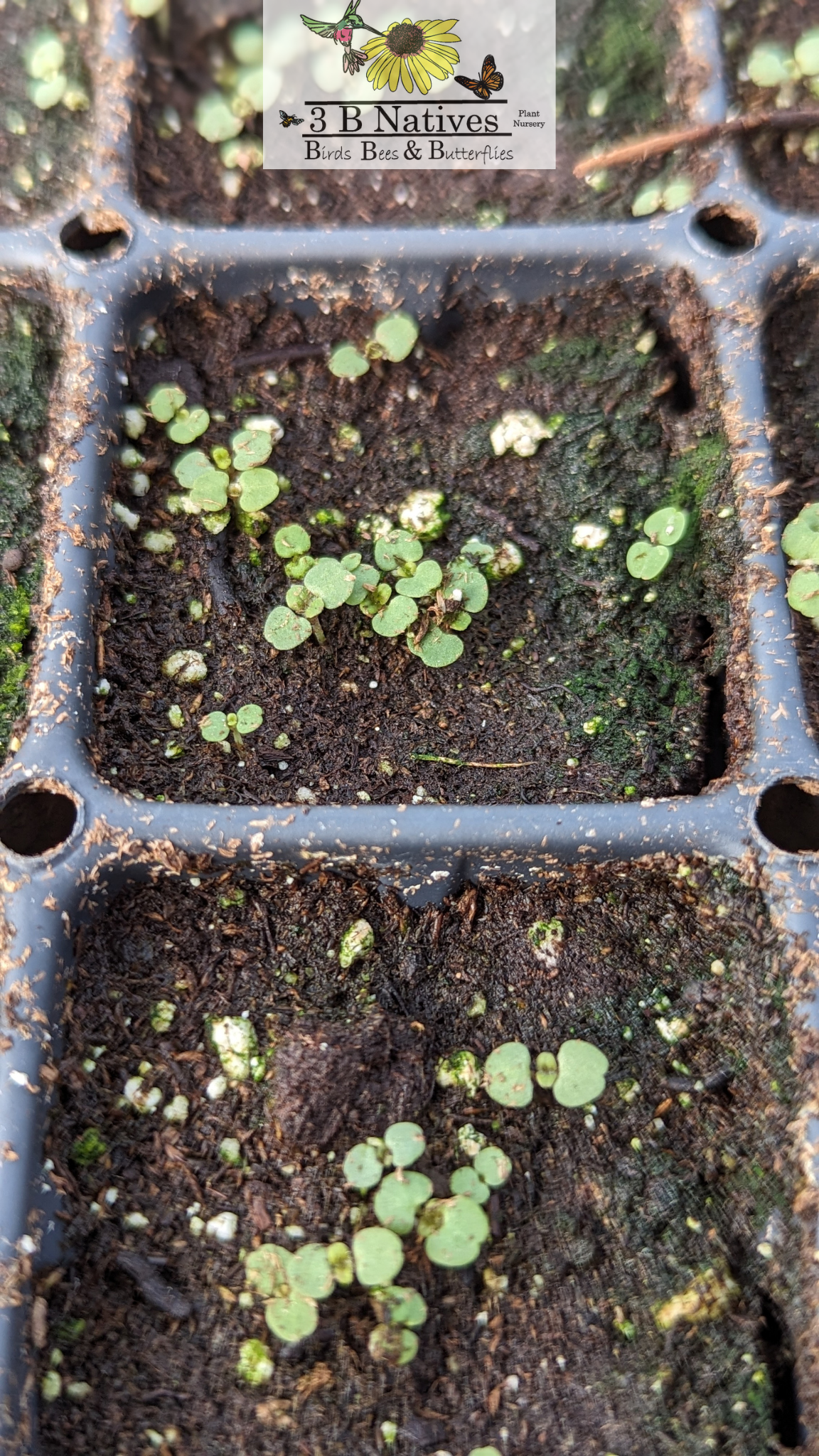 Blephilia hirsuta - Hairy Wood Mint Germinated Seedlings
