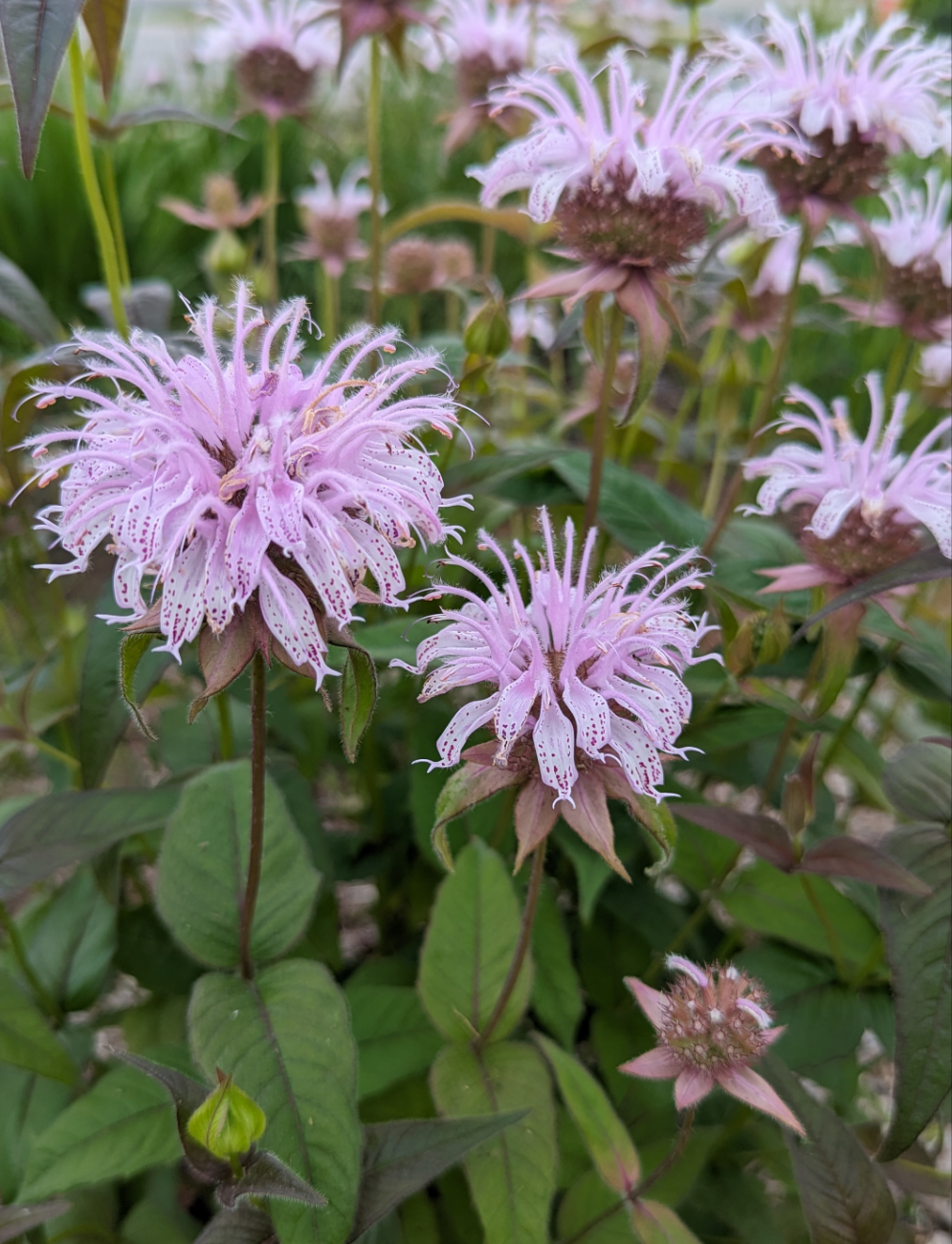 Monarda bradburiana - Bradbury's Monarda Flowers