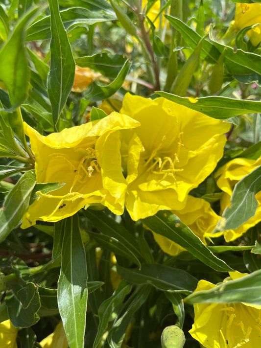 Oenothera macrocarpa - Missouri Evening Primrose Yellow Flowers