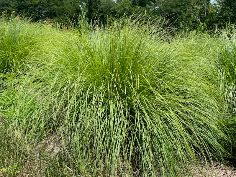 Sporobolus heterolepis - Prairie Dropseed