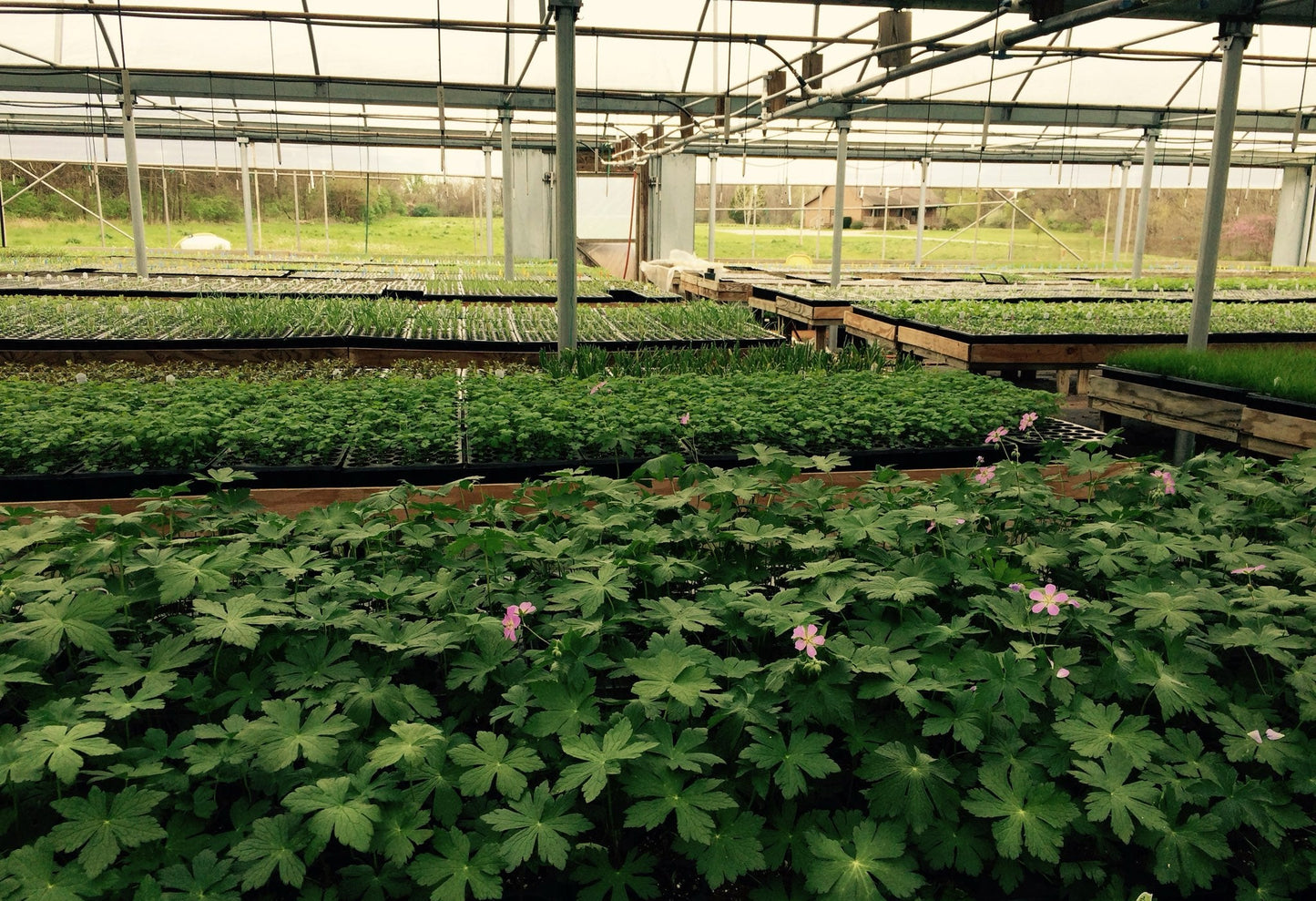 Geranium maculatum - Wild Geranium