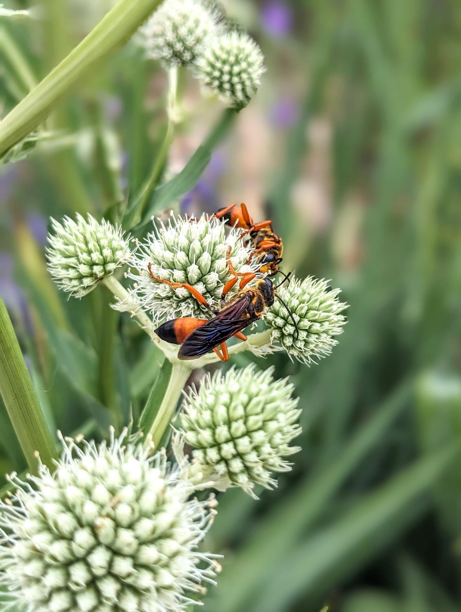 Eryngium yuccifolium - Rattlesnake Master with Beneficial Wasps