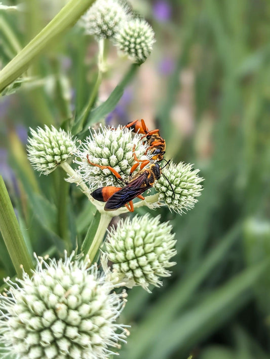 Eryngium yuccifolium - Rattlesnake Master with Beneficial Wasps