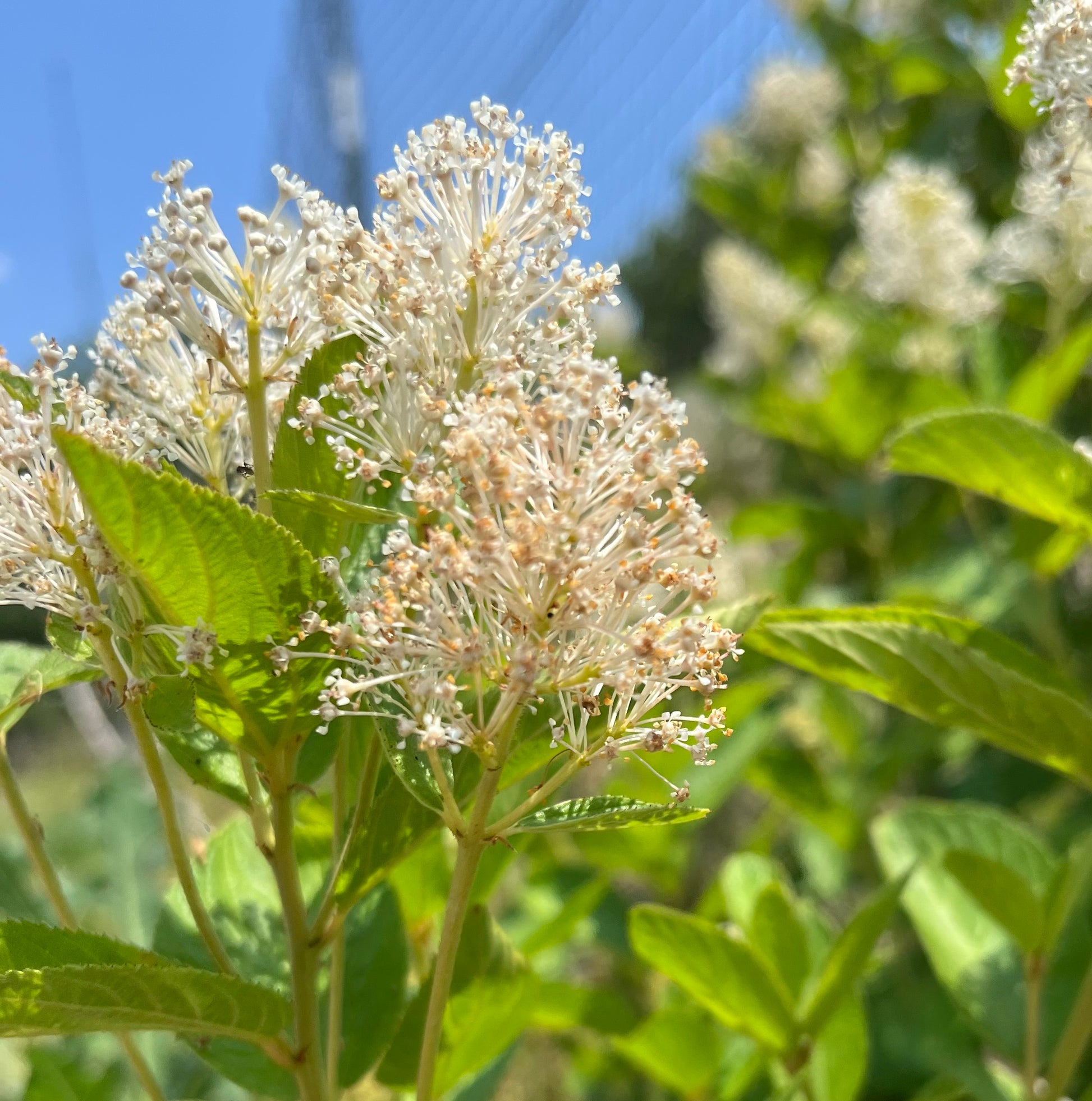Ceanothus americanus - New Jersey Tea