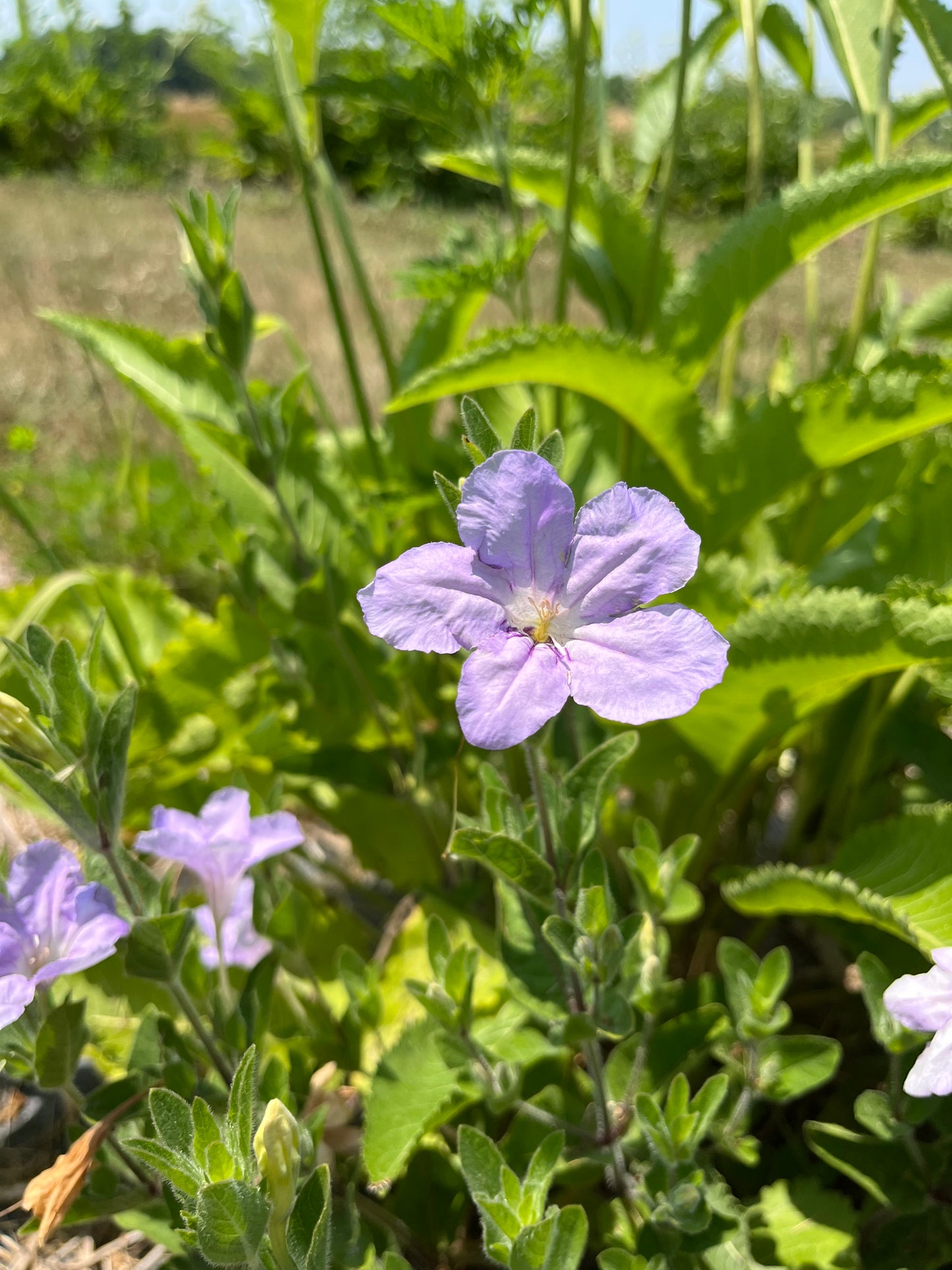 Ruellia humilis - Wild Petunia