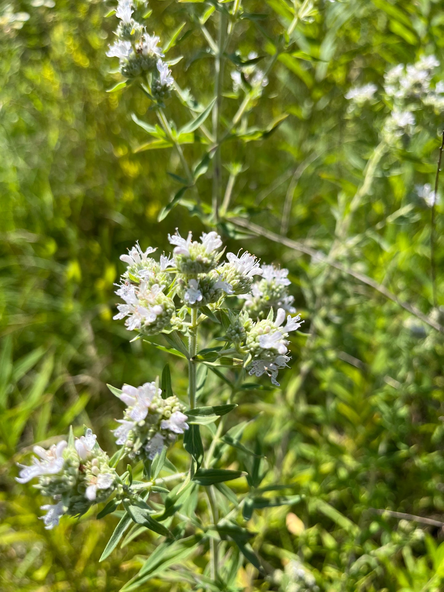 Pycnanthemum verticillium var. pilosum- Hairy Mt. Mint Flowers