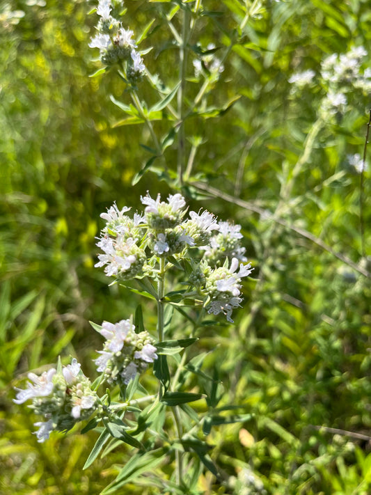 Pycnanthemum verticillium var. pilosum- Hairy Mt. Mint Flowers