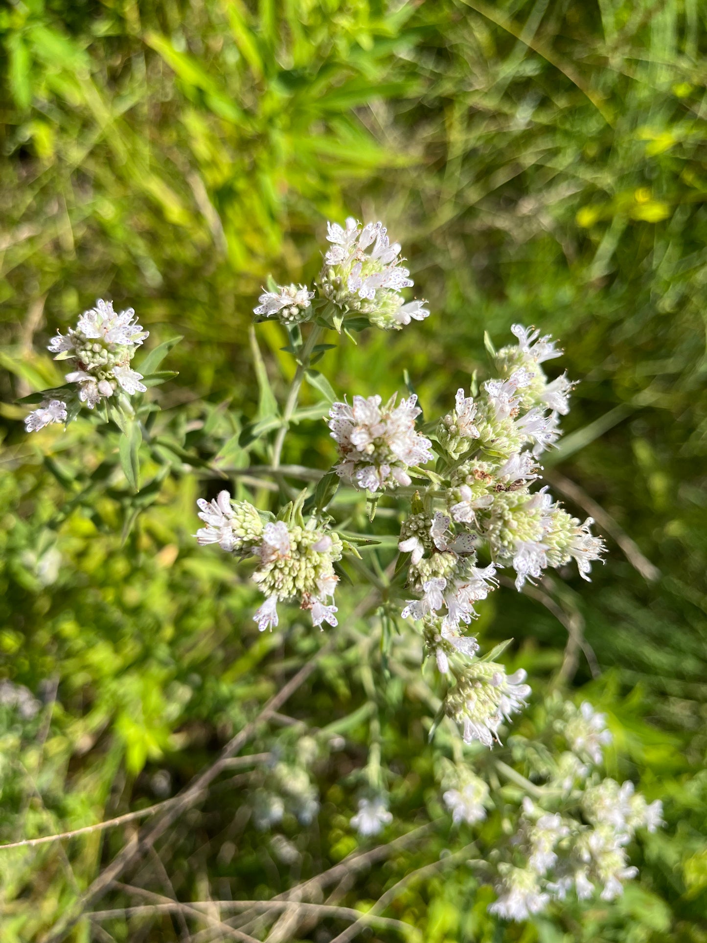 Pycnanthemum verticillium var. pilosum- Hairy Mt. Mint Flowers