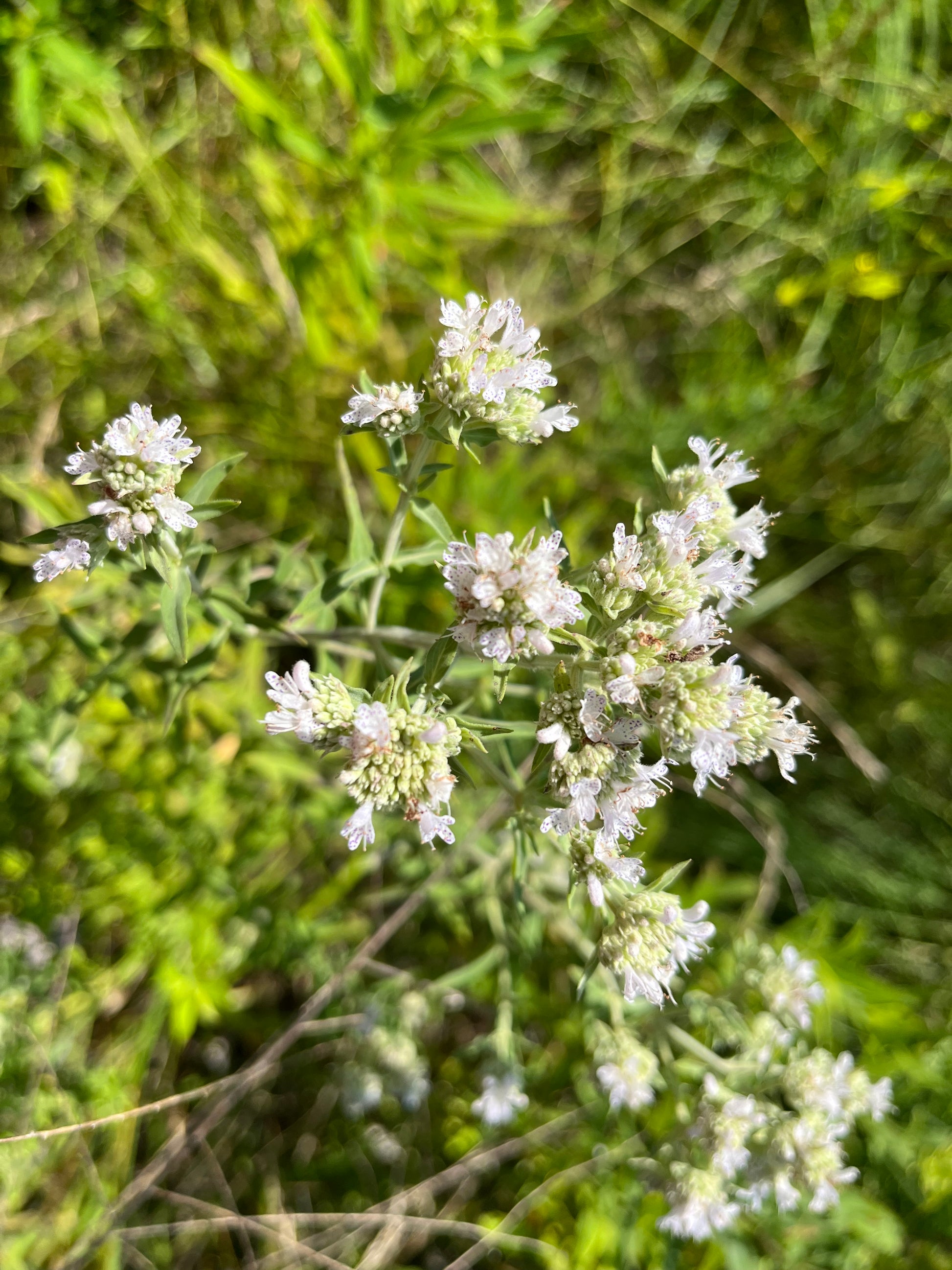 Pycnanthemum verticillium var. pilosum- Hairy Mt. Mint Flowers