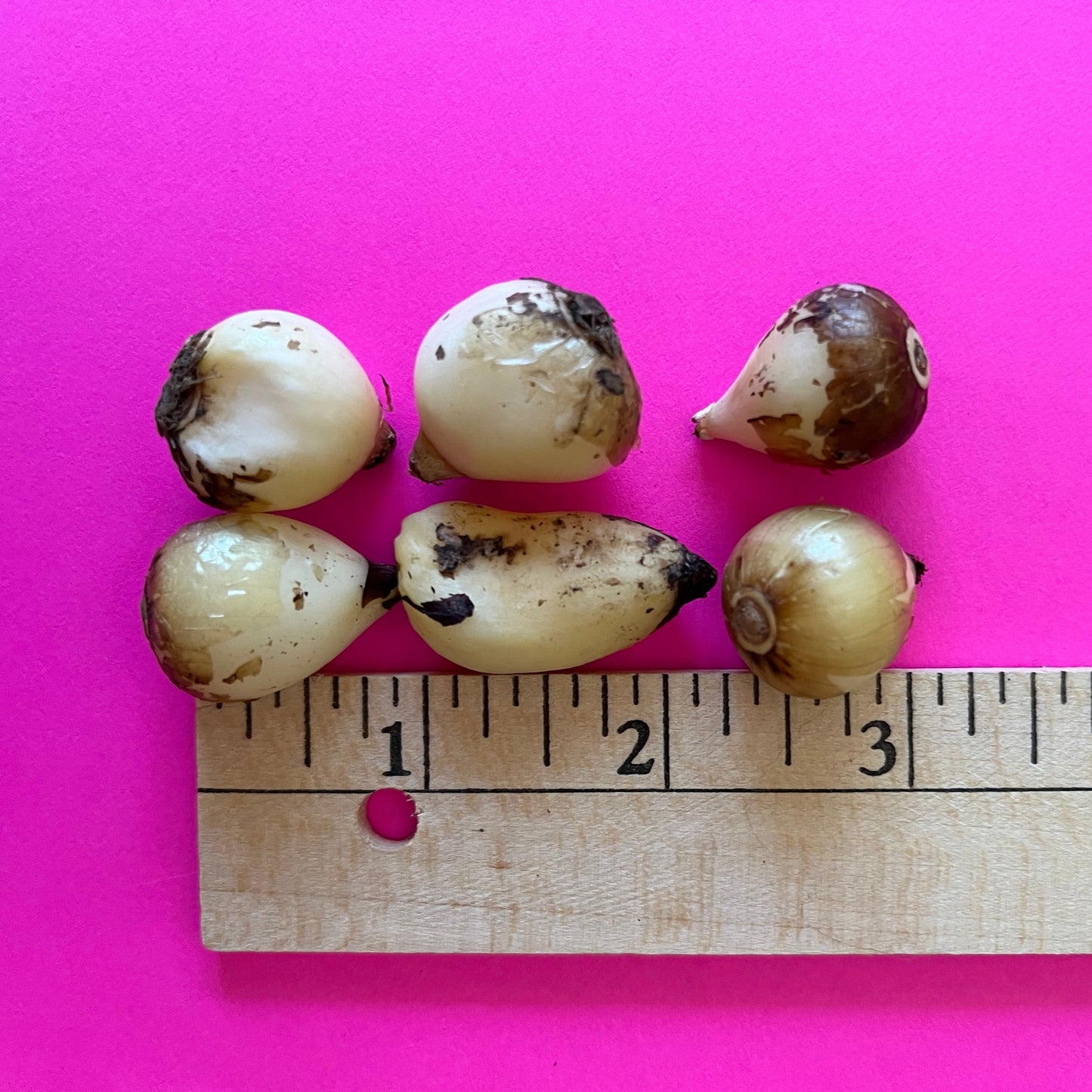 Camassia scilloides - Wild Hyacinth Bulbs