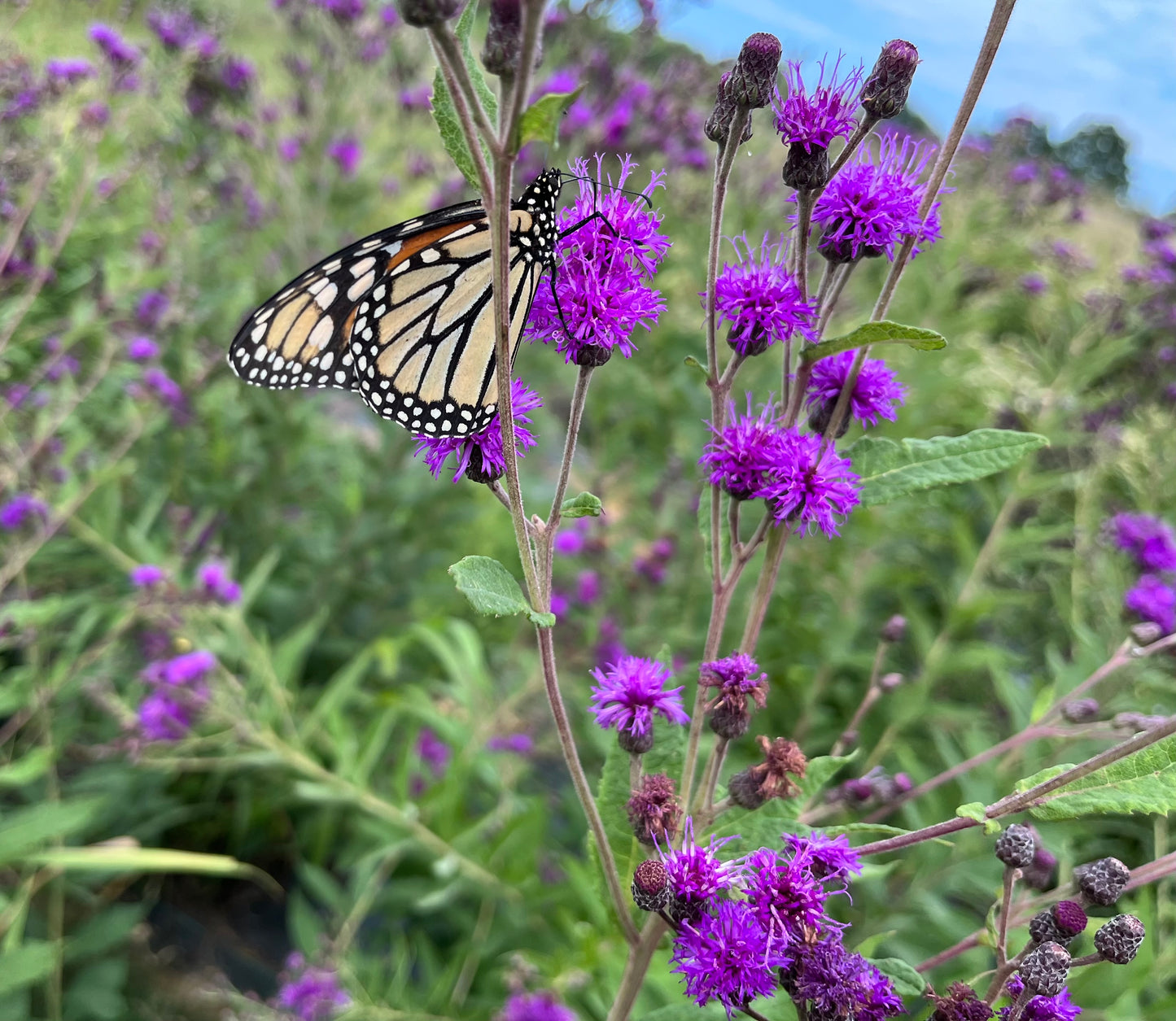 Vernonia missurica - Missouri Ironweed