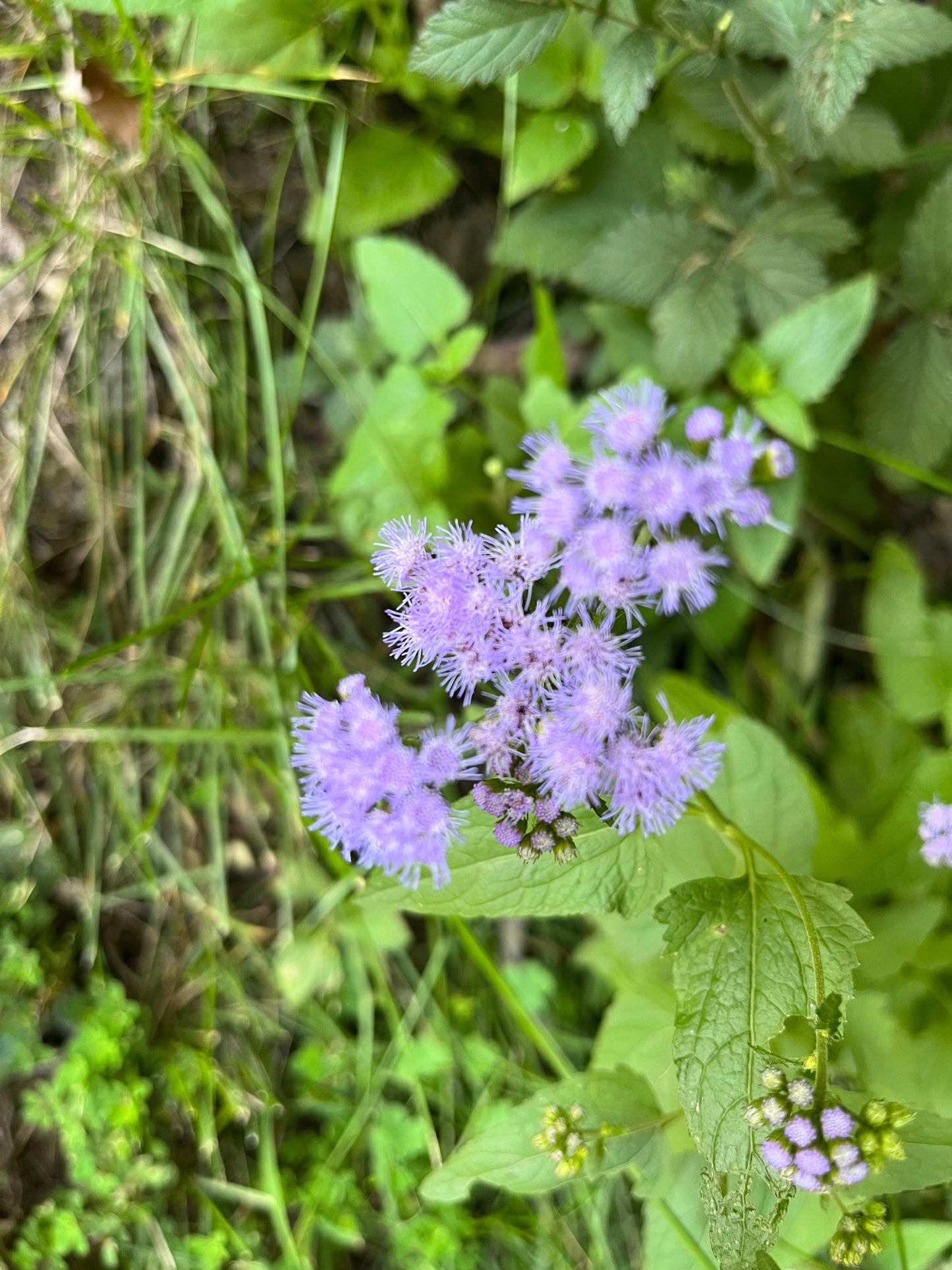 Conoclinium coelestinum - Mistflower