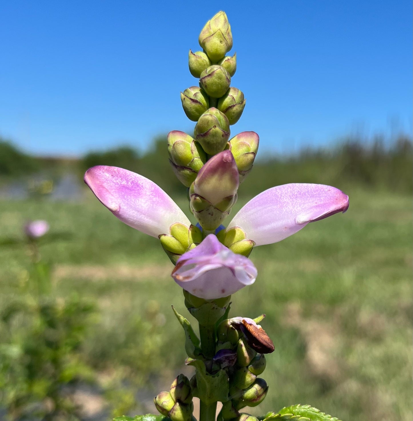 Chelone obliqua - Rose Turtlehead