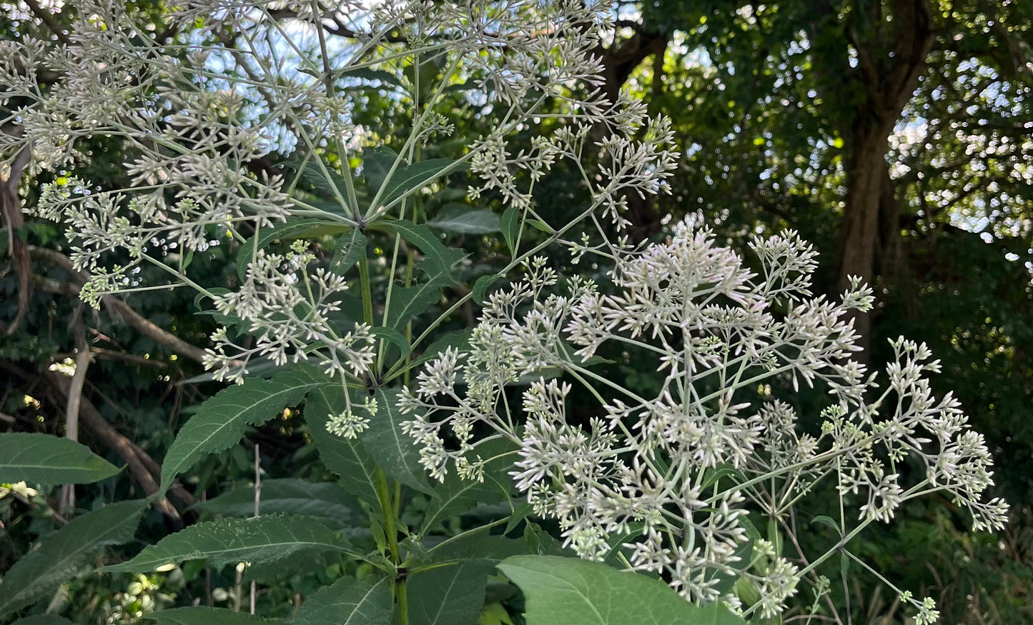 Eutrochium purpureum - Sweet Joe Pye Weed