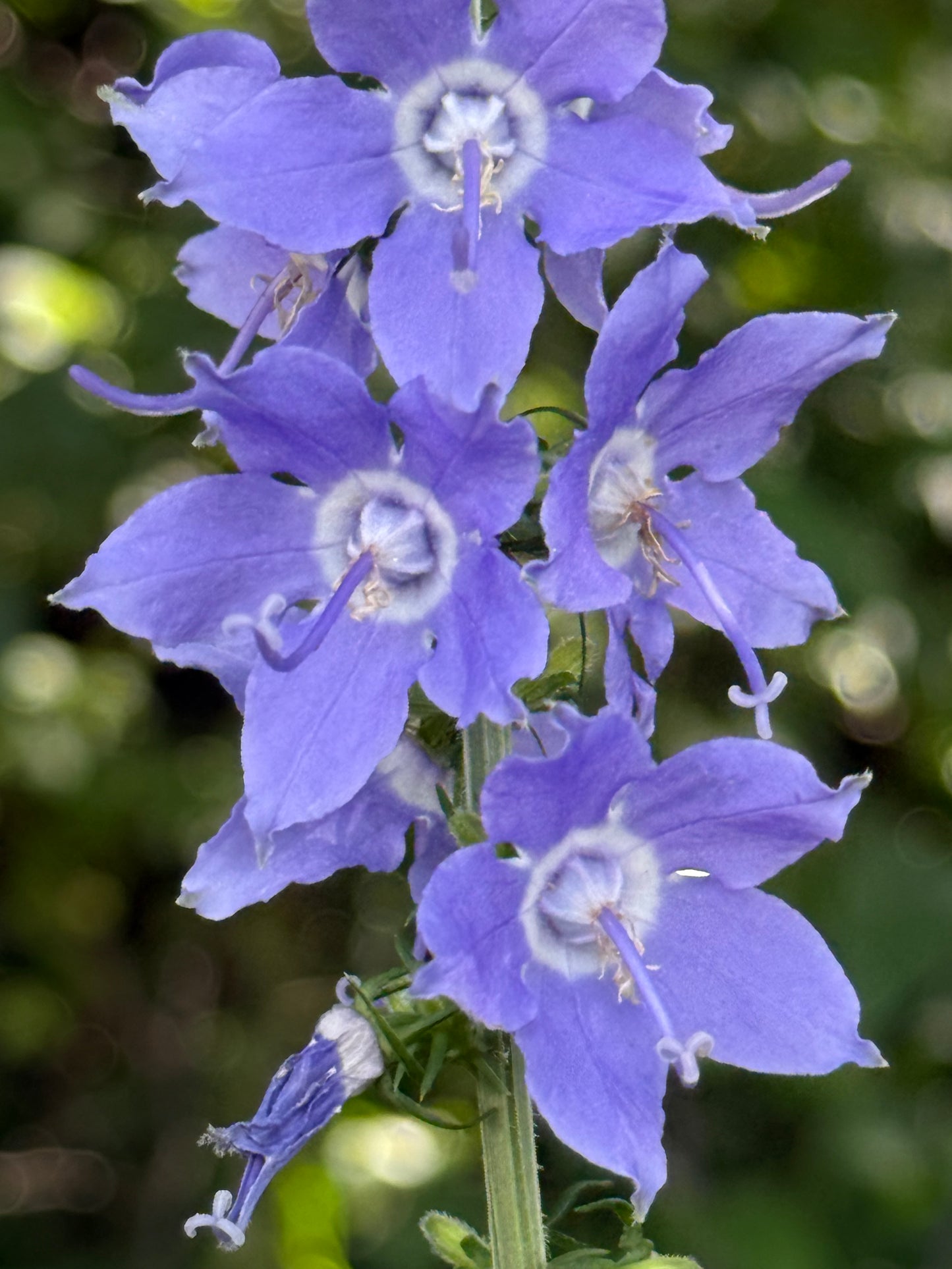 Campanula americana - Tall Bellflower