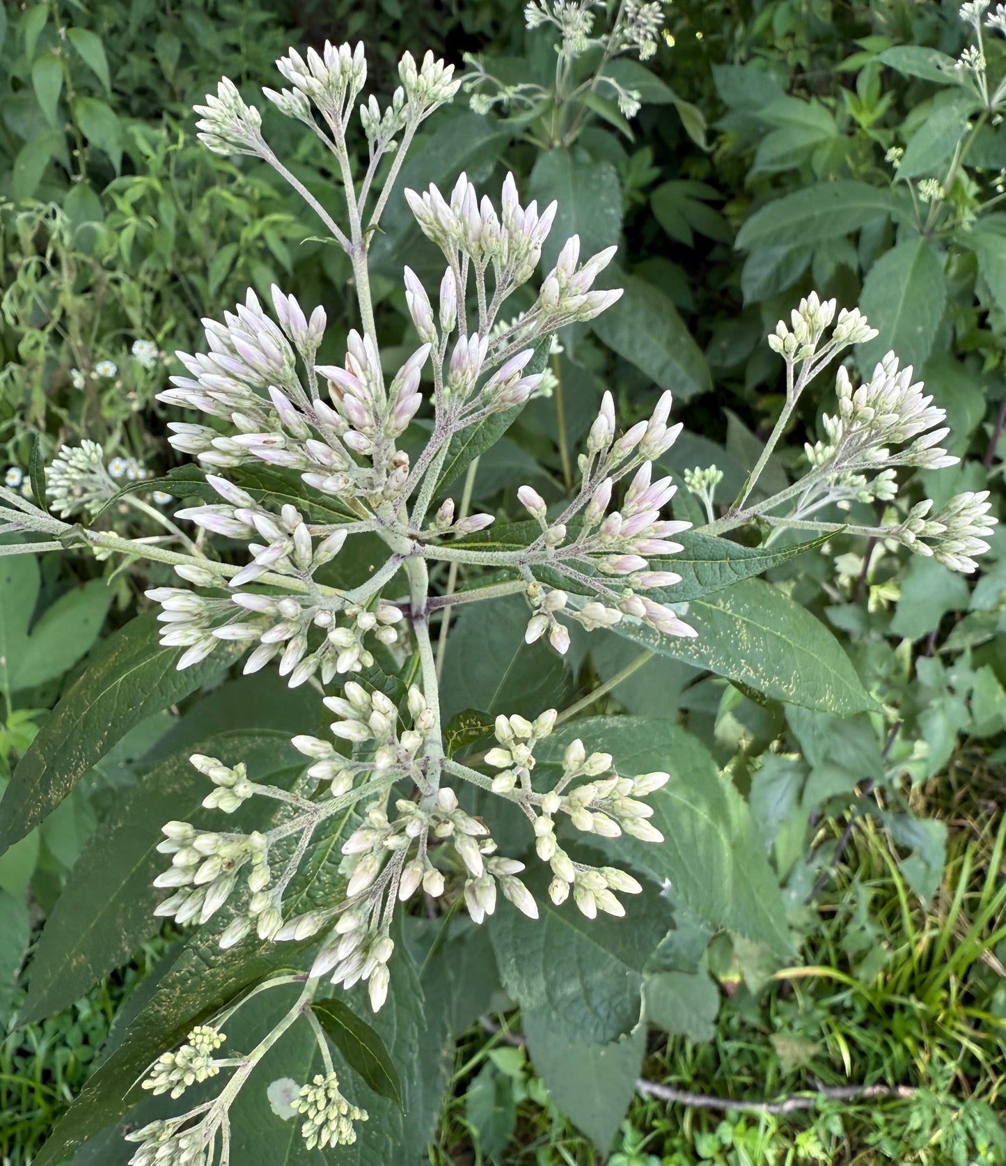 Eutrochium purpureum - Sweet Joe Pye Weed