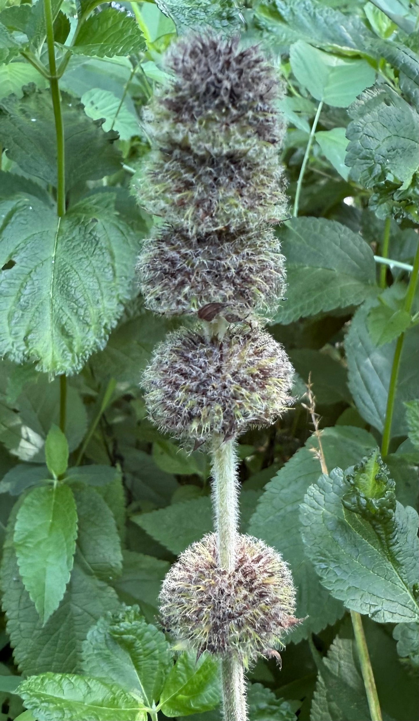 Blephilia ciliata - Downy Wood Mint