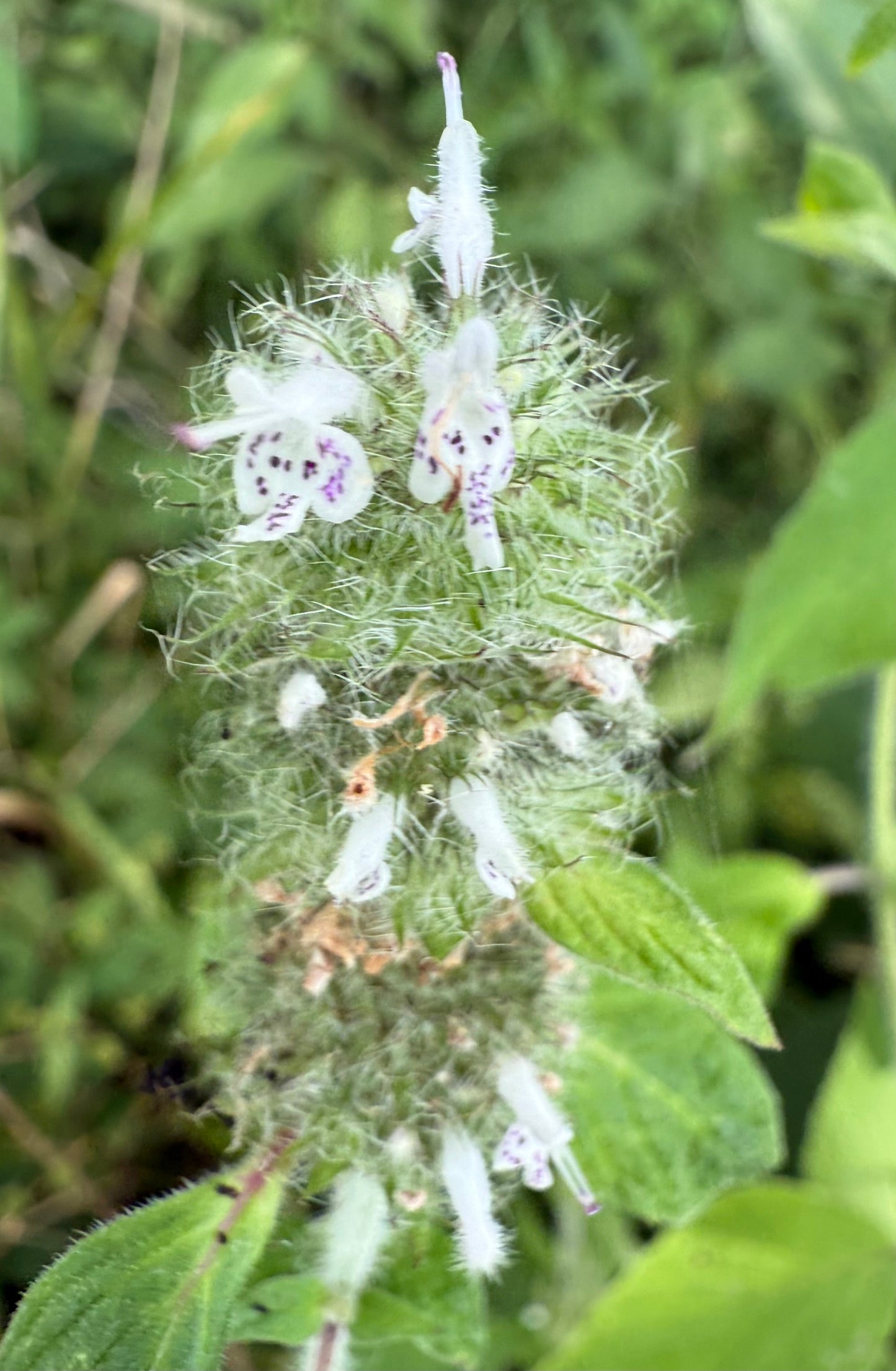 Blephilia ciliata - Downy Wood Mint