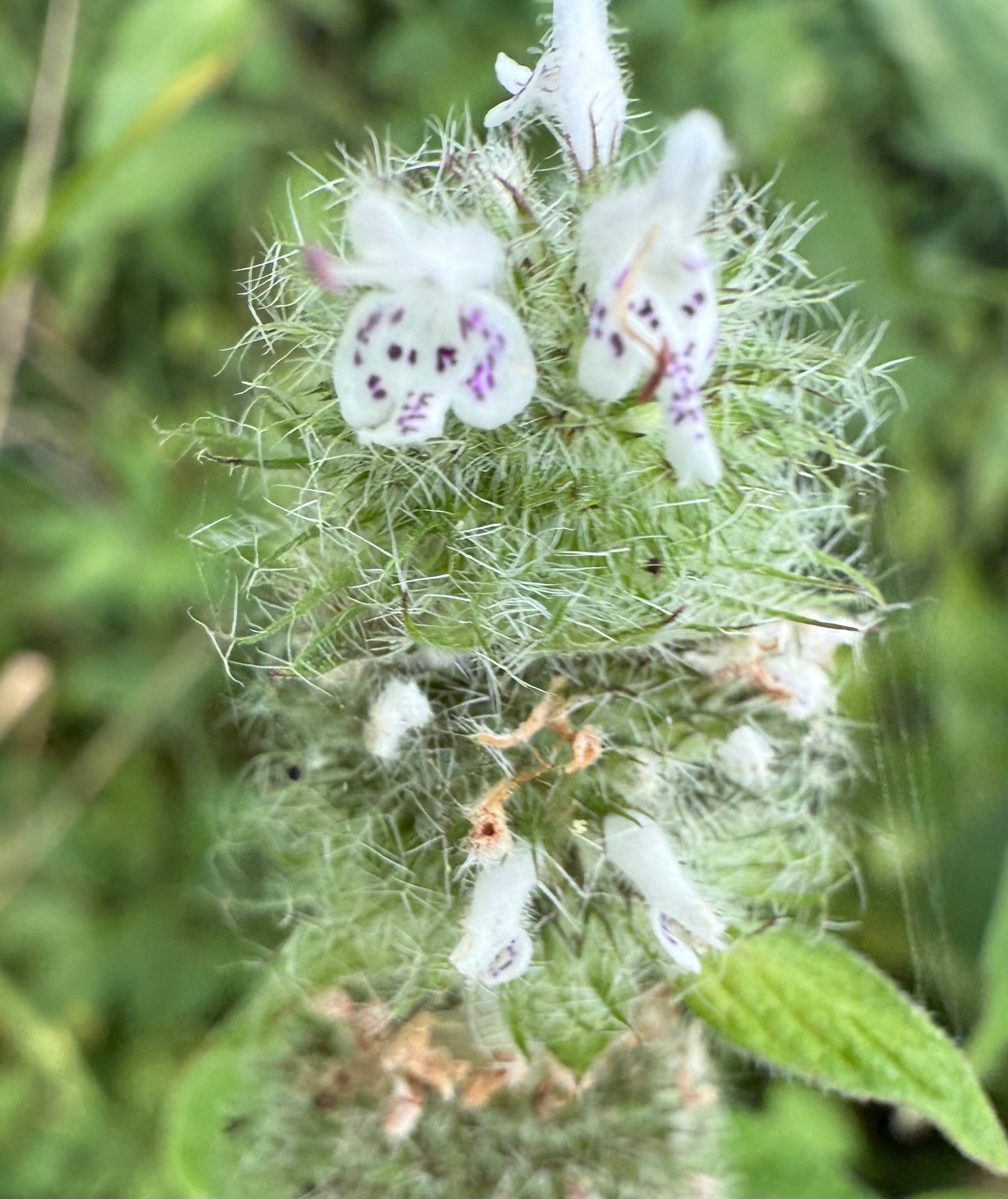 Blephilia ciliata - Downy Wood Mint