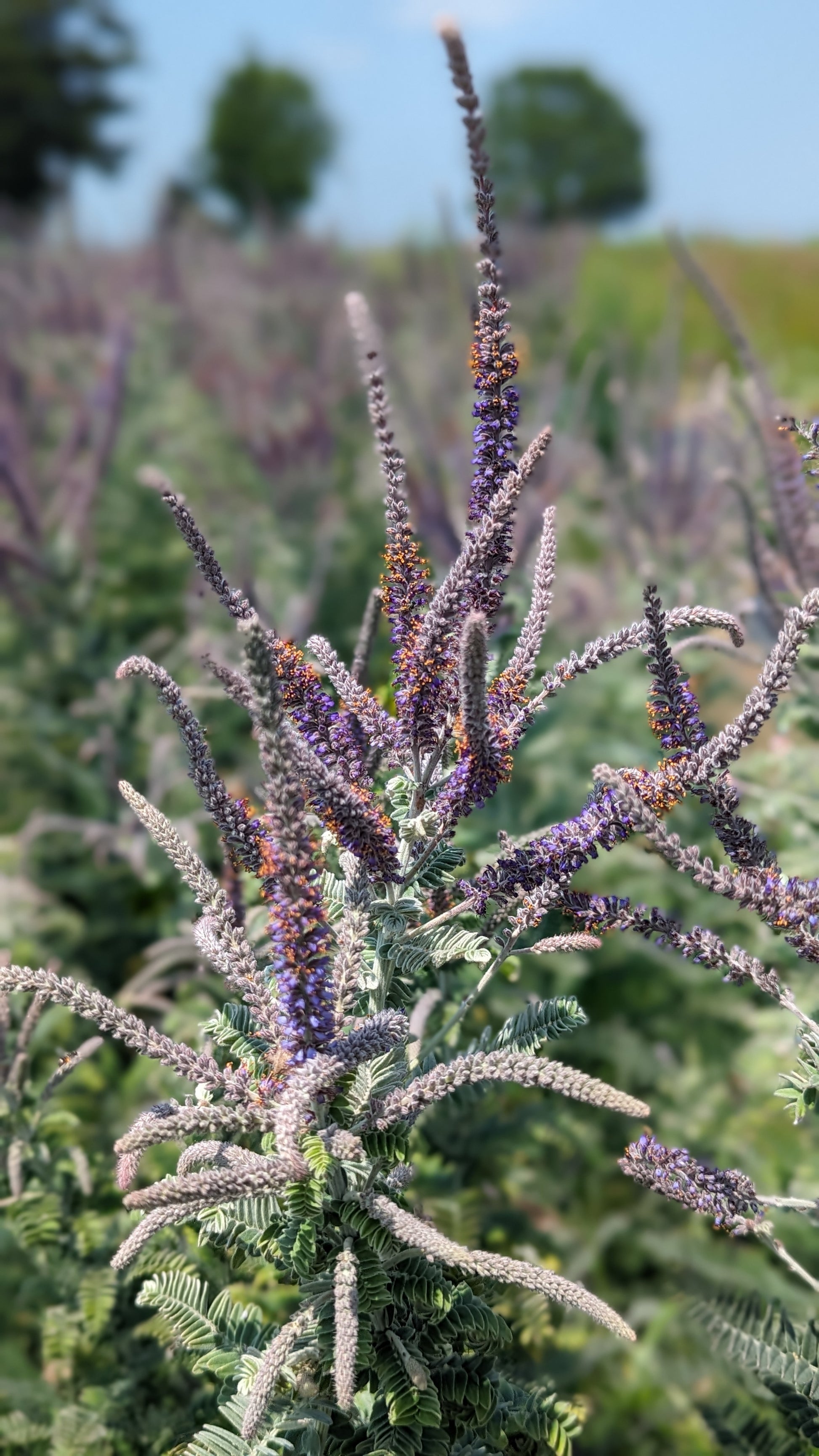 Amorpha canescens - Lead Plant