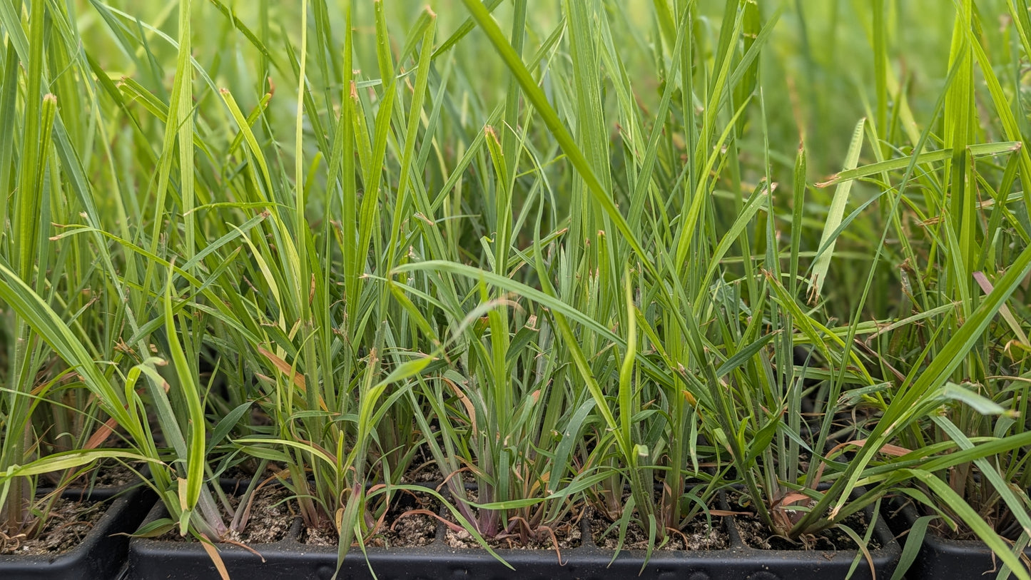 Schizachyrium scoparium - Little Bluestem