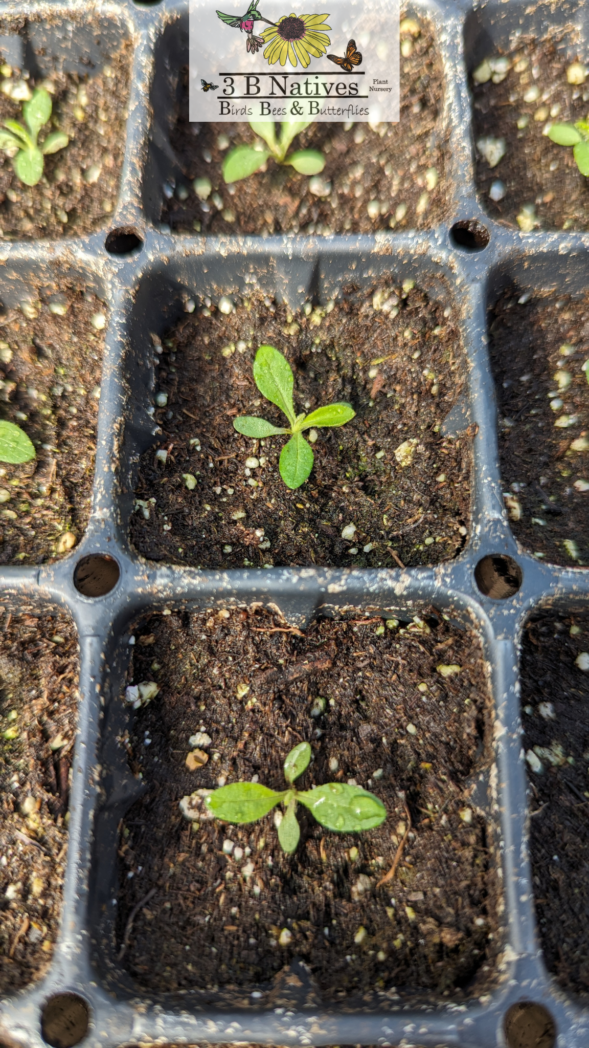 Symphyotrichum novae-angliae - New England Aster Germinated Seedlings