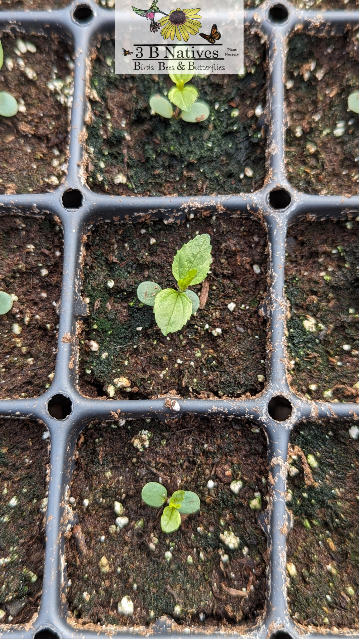 Ceanothus americanus - New Jersey Tea Germinated Seedlings