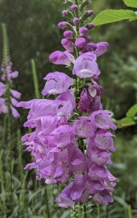 lavender obedient plant Physostegia virginiana