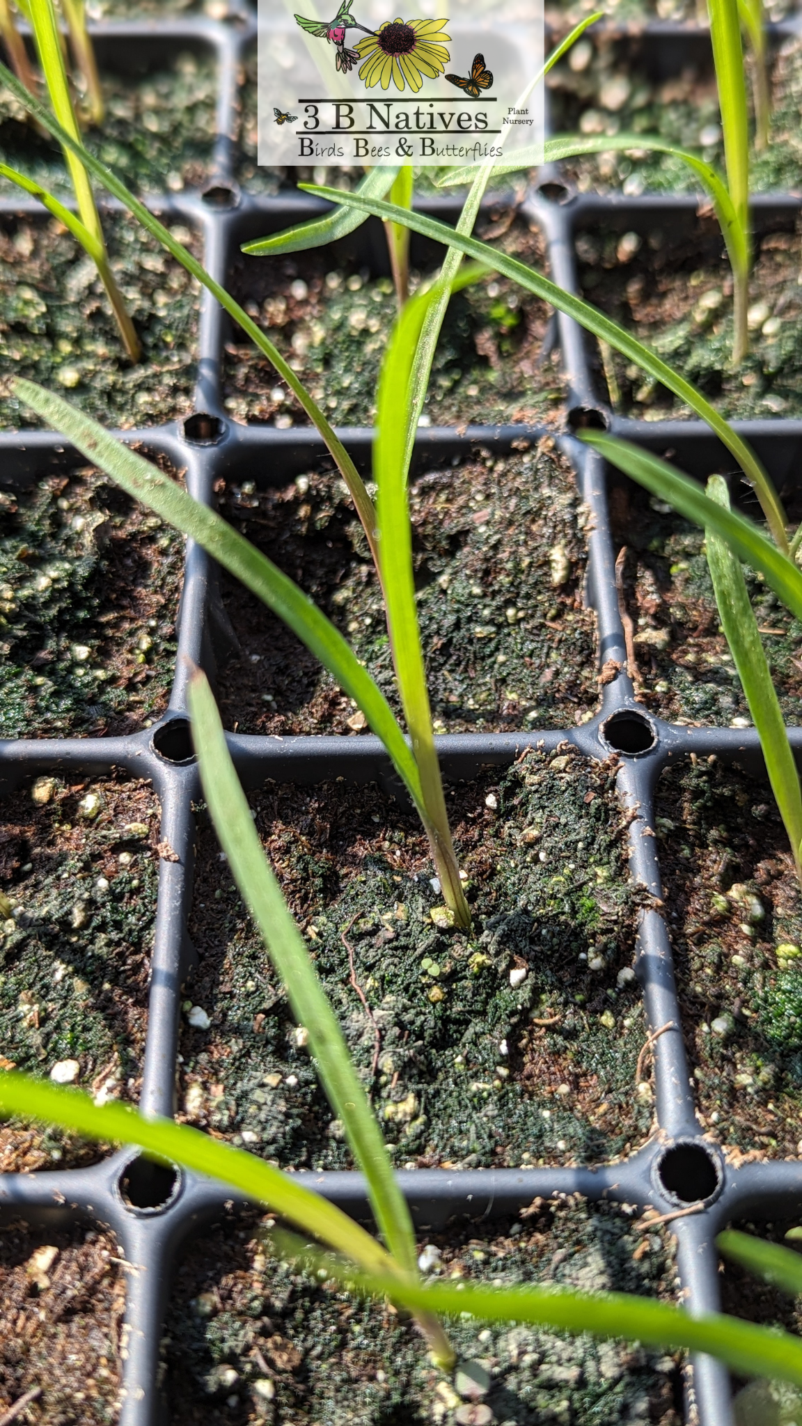 Tradescantia ohiensis - Ohio Spiderwort Germinated