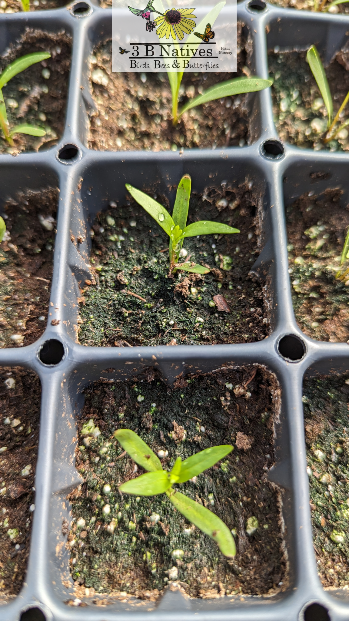 Amsonia illustrus - Ozark Bluestar Germinated Seedlings