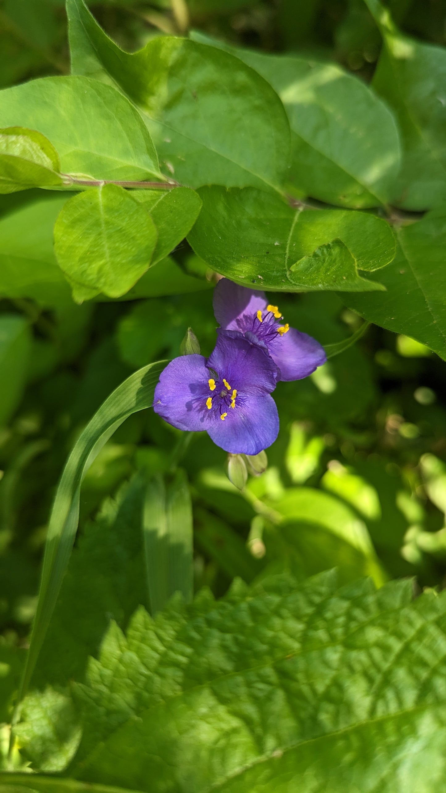 Tradescantia ohiensis - Ohio Spiderwort Flower