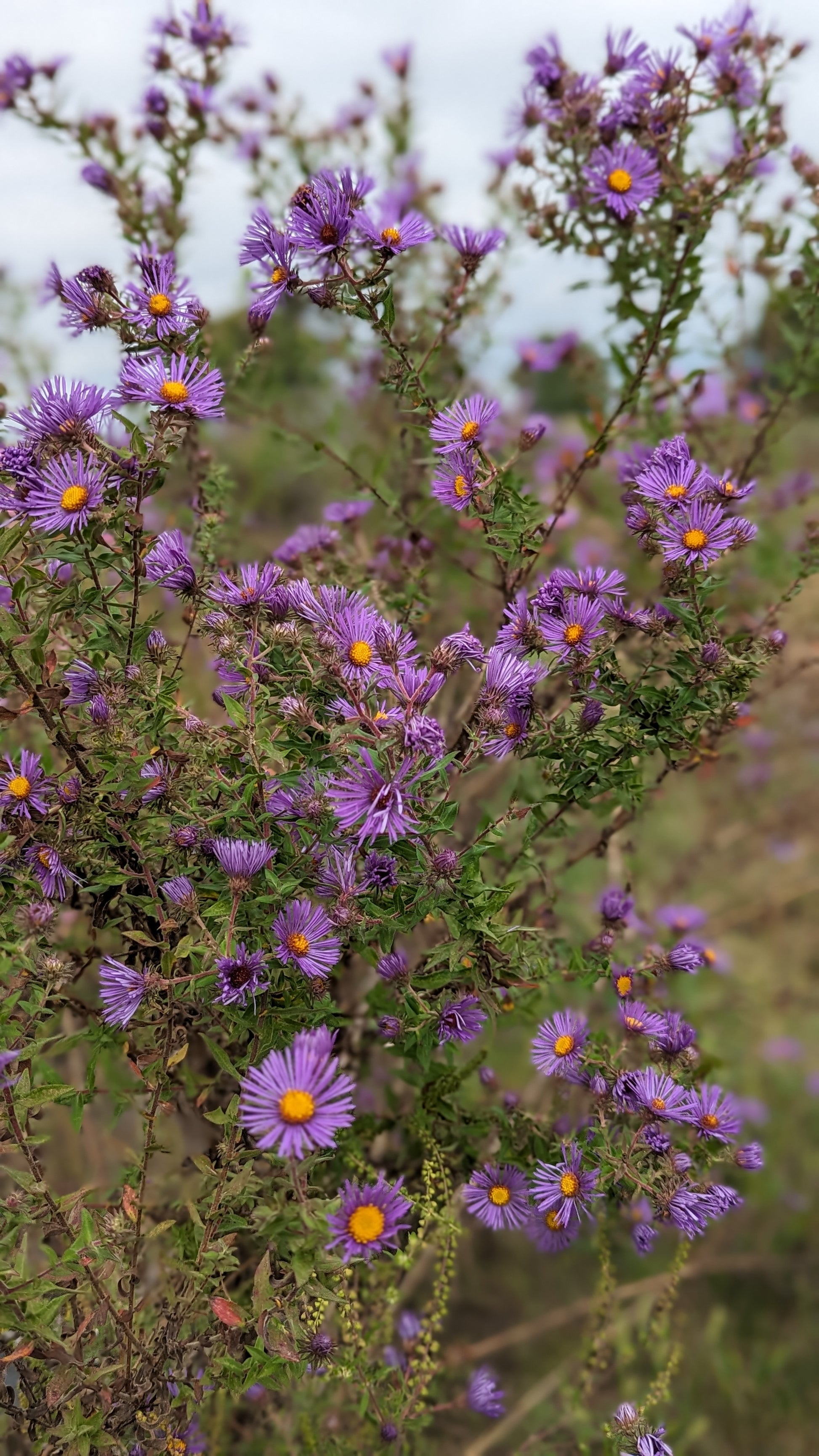Symphyotrichum novae-angliae - New England Aster Flowers