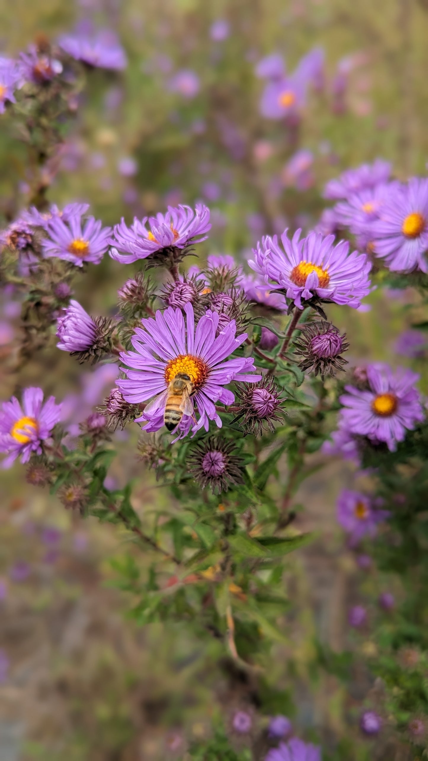 Symphyotrichum novae-angliae - New England Aster with Bee