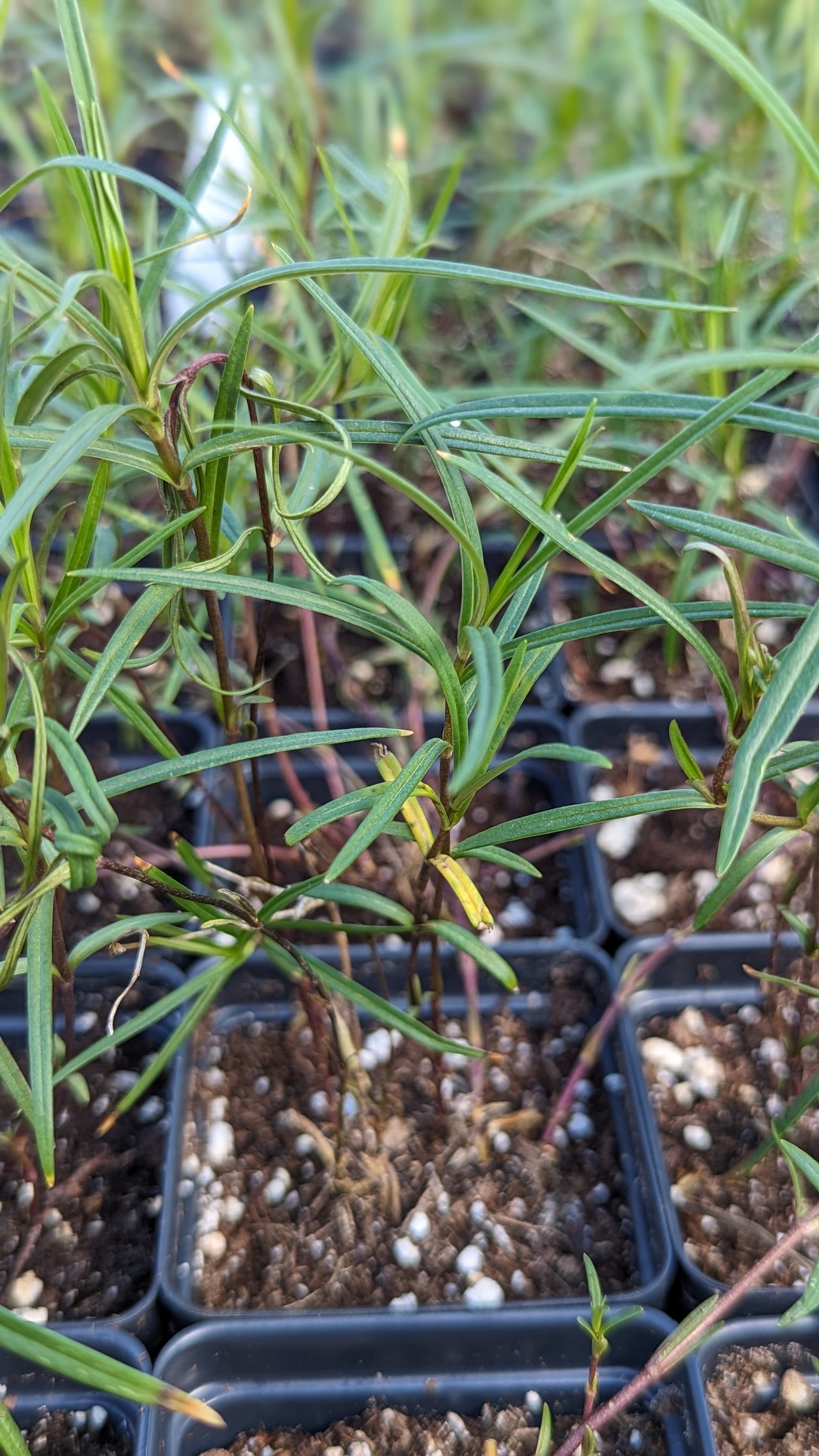 Phlox glaberrima - Marsh Phlox Pots