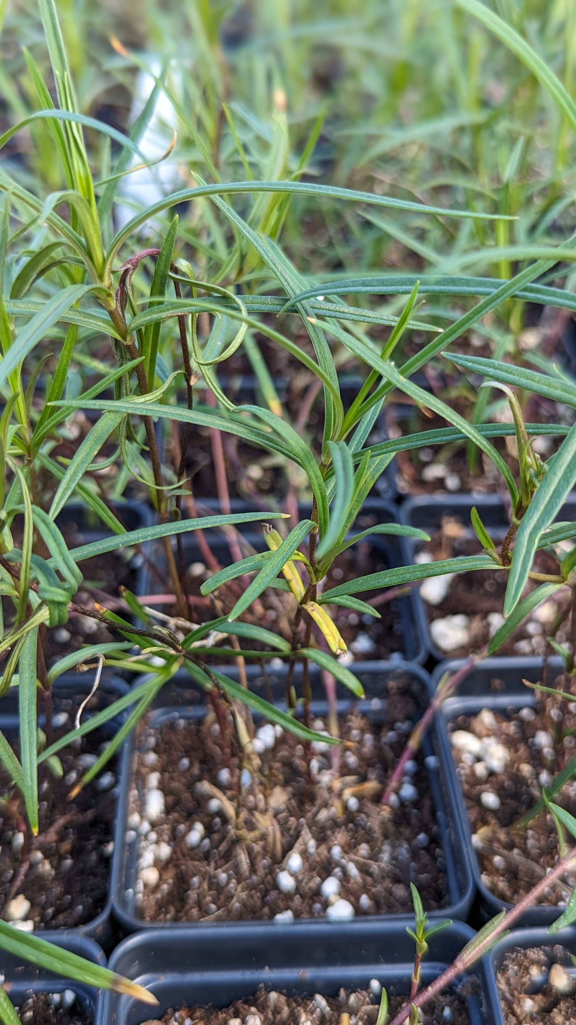 Phlox glaberrima - Marsh Phlox Pots